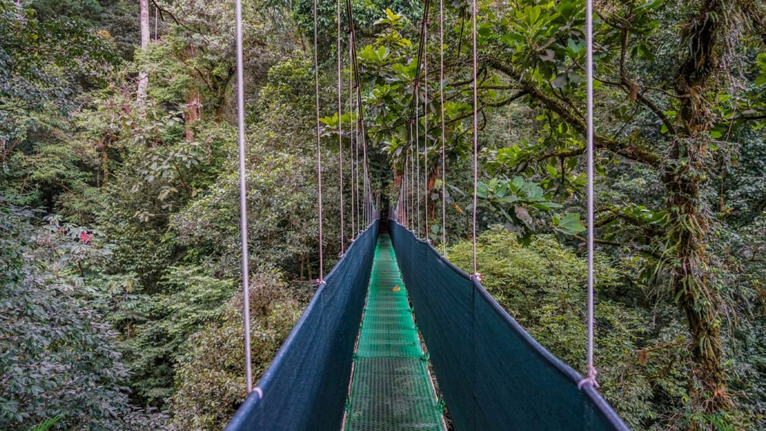 hanging-bridges-and-rainforest-guided-hike-heliconias-reserve-general-view-upala.jpg