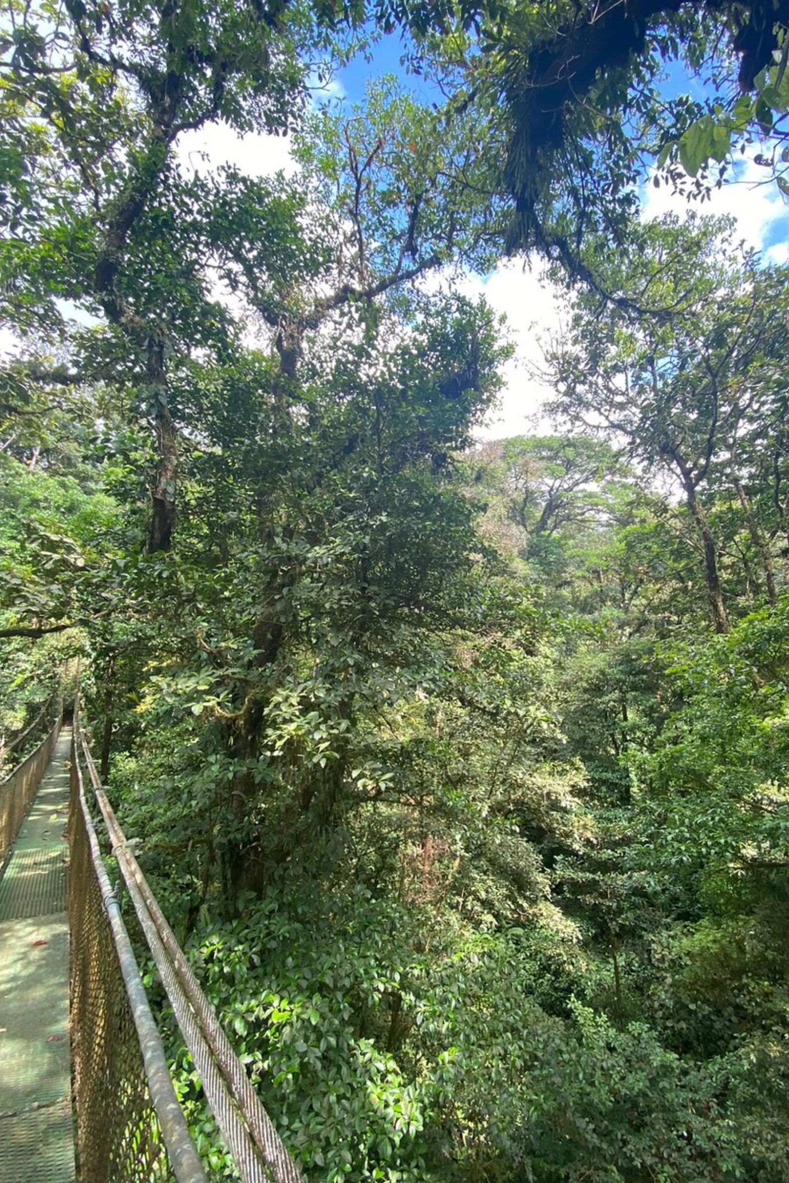 Hanging Bridges and Rainforest Trail Hike image 2035