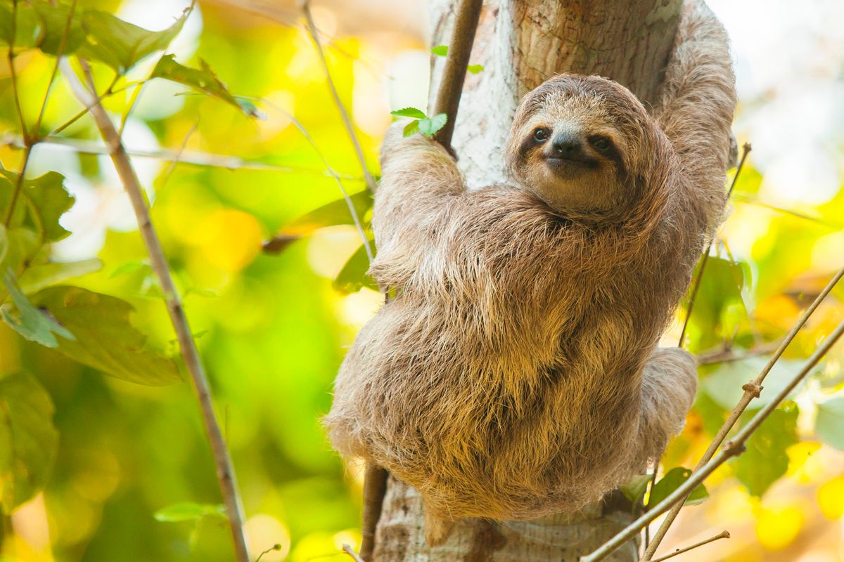 See a Sloth image 2423