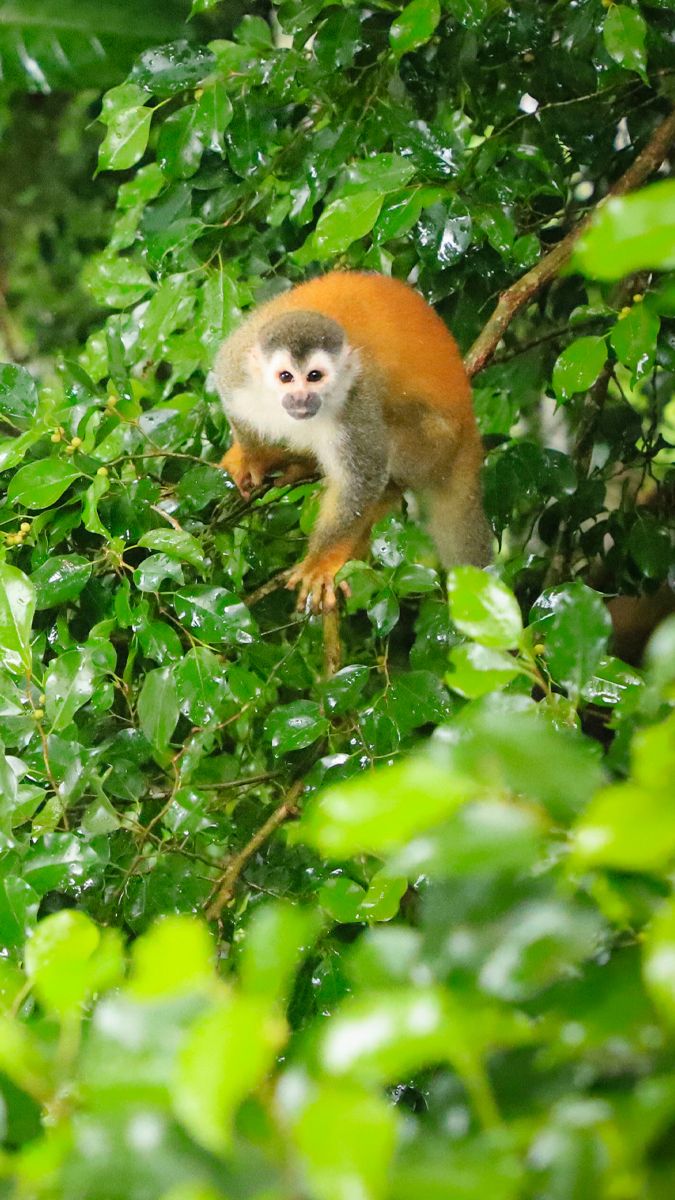 Manuel Antonio National Park image 2430