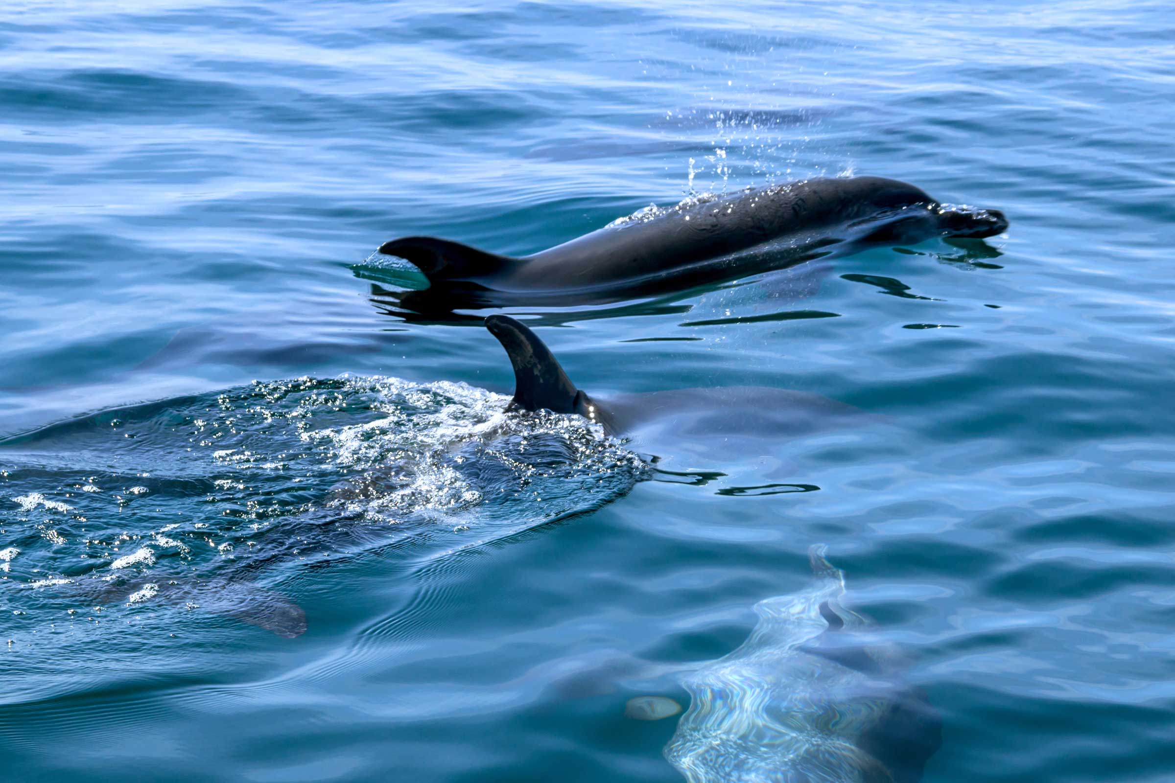 Whale Watching  image 4767