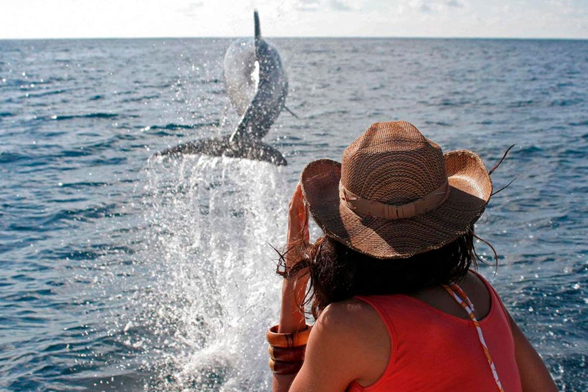 Whale Watching  image 4769