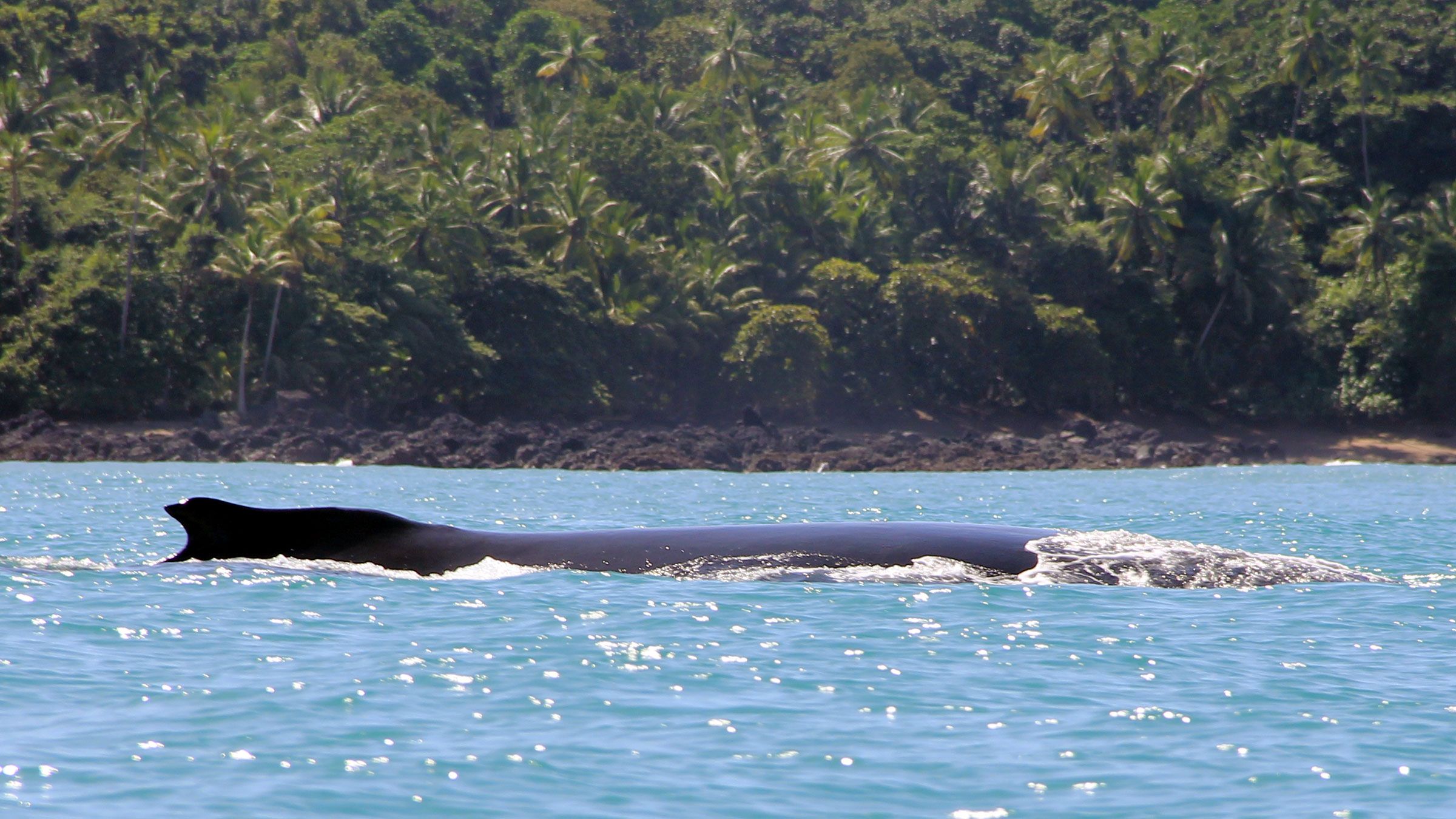Whale Watching  image 4765