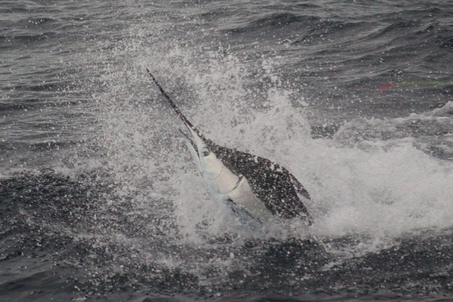 Deep Sea or Inshore Sportfishing  image 4776
