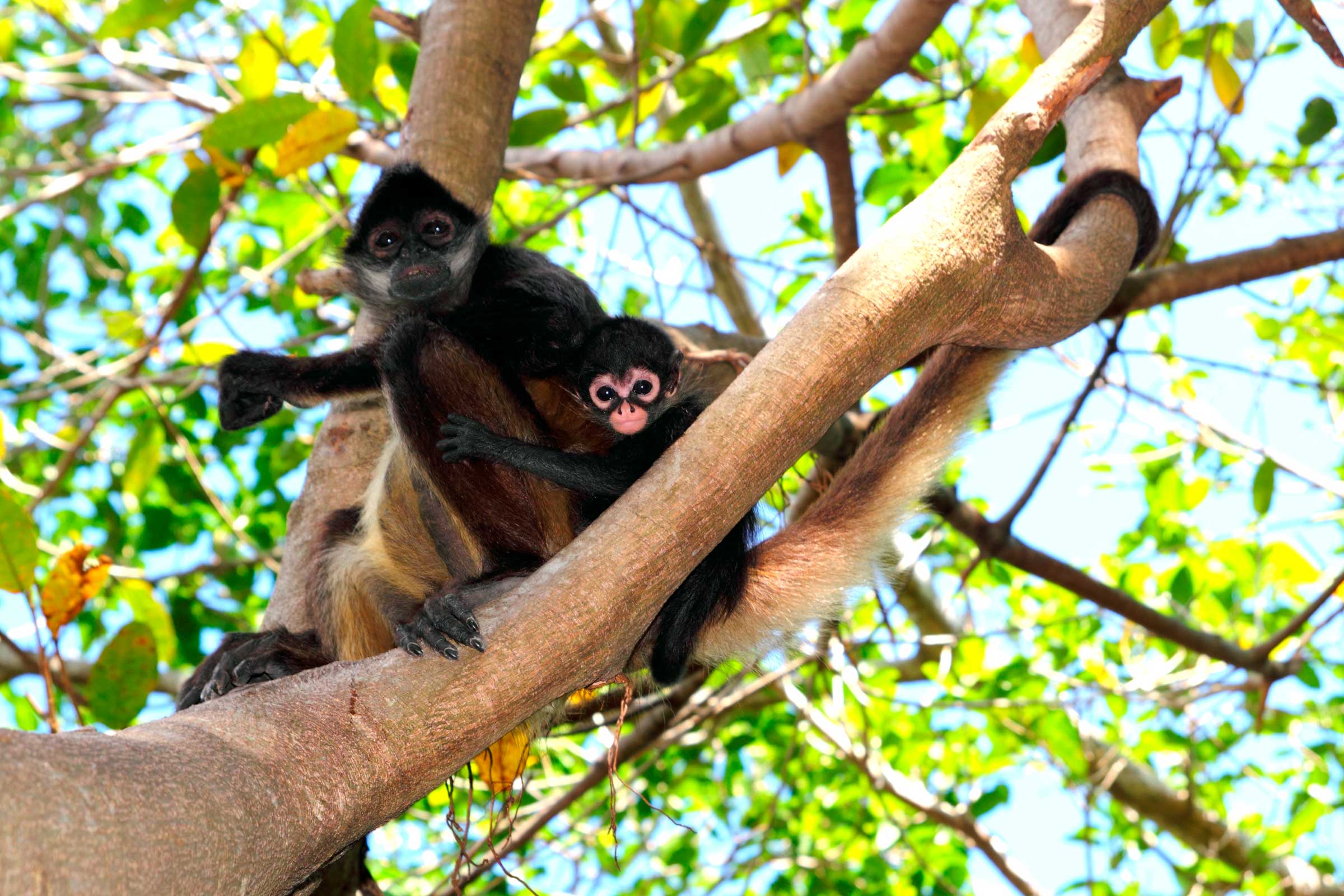 corcovado-national-park-day-trip-spider-monkey-family-close-up.jpg