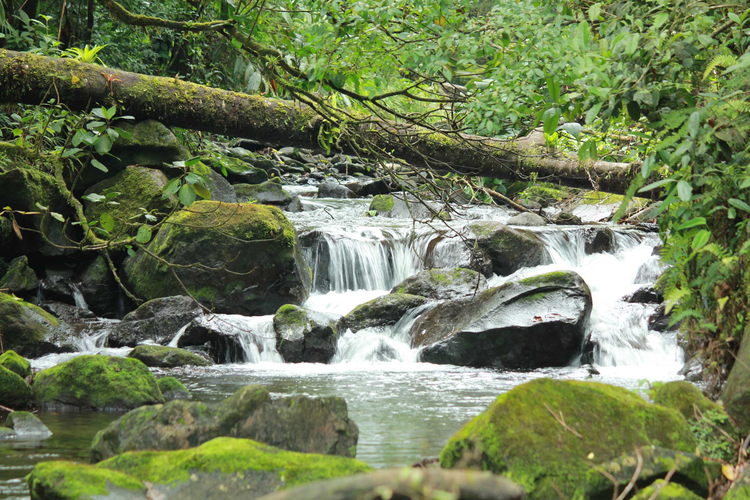 Corcovado National Park Day Trip image 5050