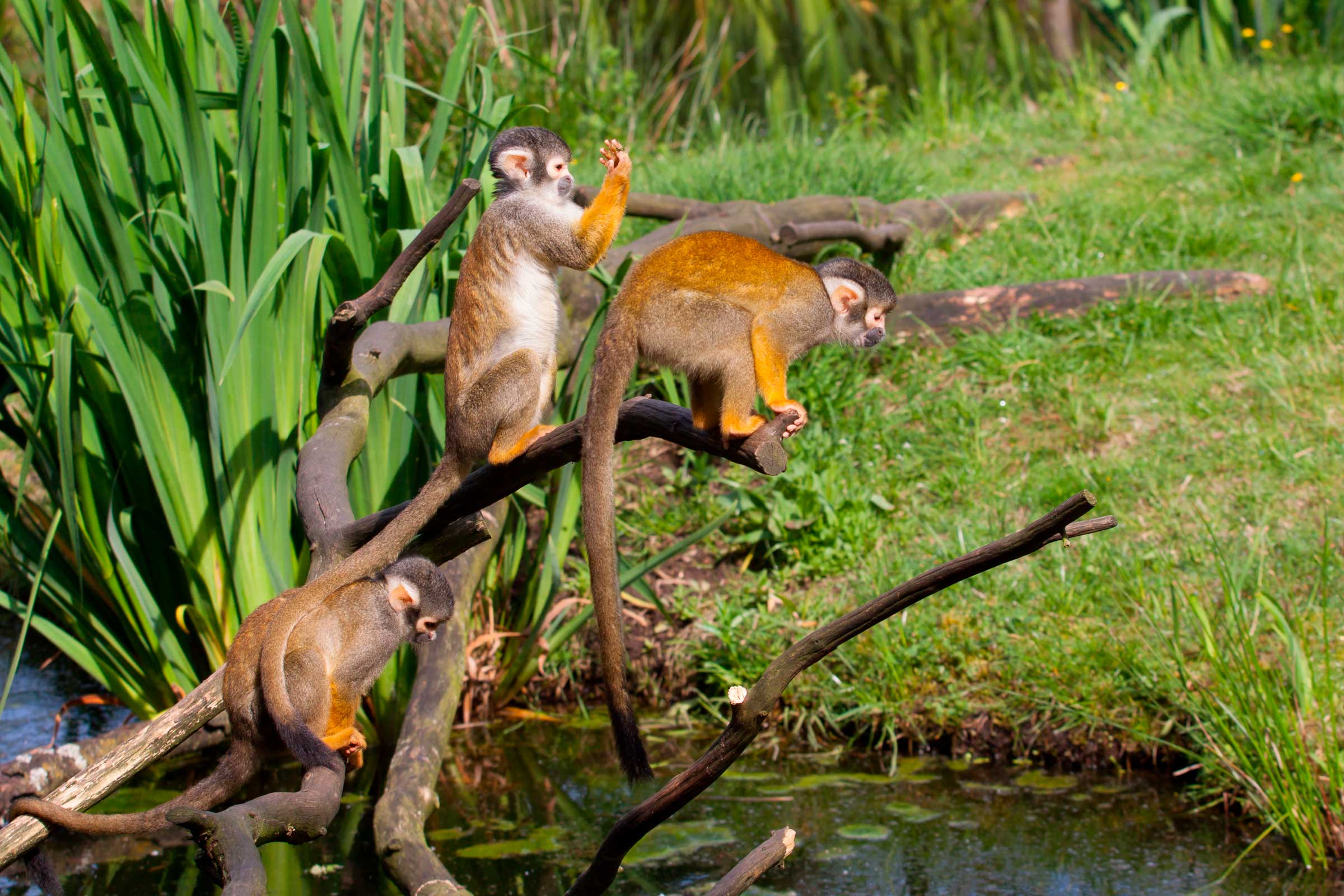 Corcovado National Park Day Trip image 5048