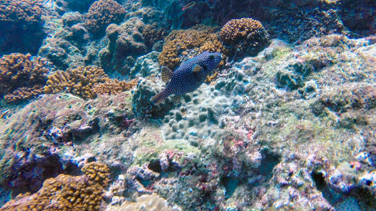 Snorkel & Dive at Caño Island image 5059
