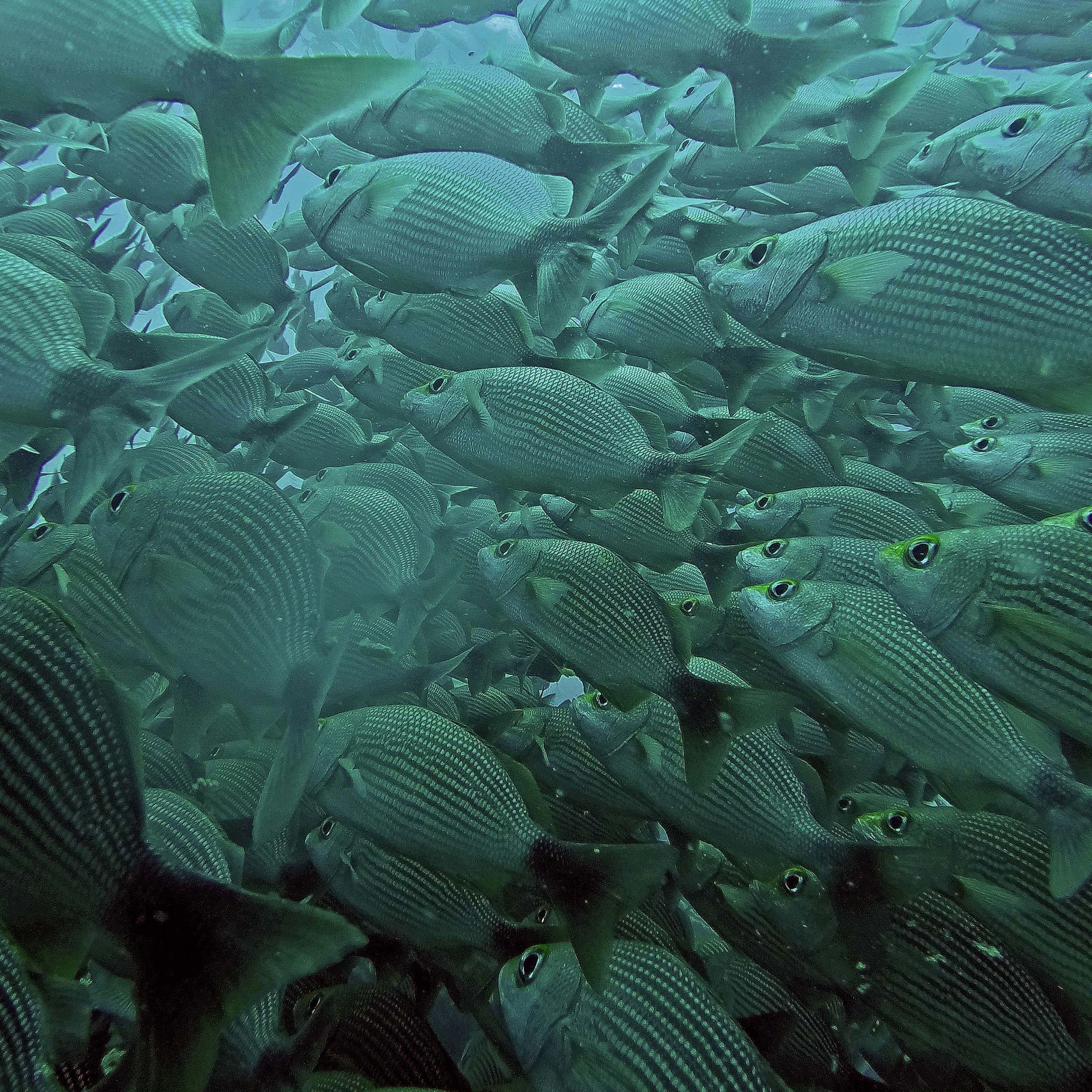 Snorkel & Dive at Caño Island image 5060