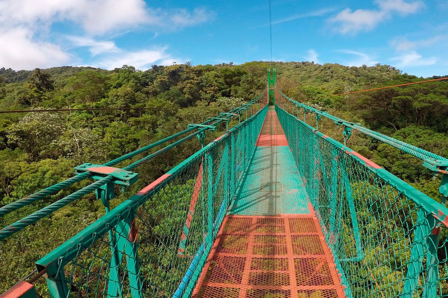 Hanging Bridges and Rainforest Trail Hike image 5079