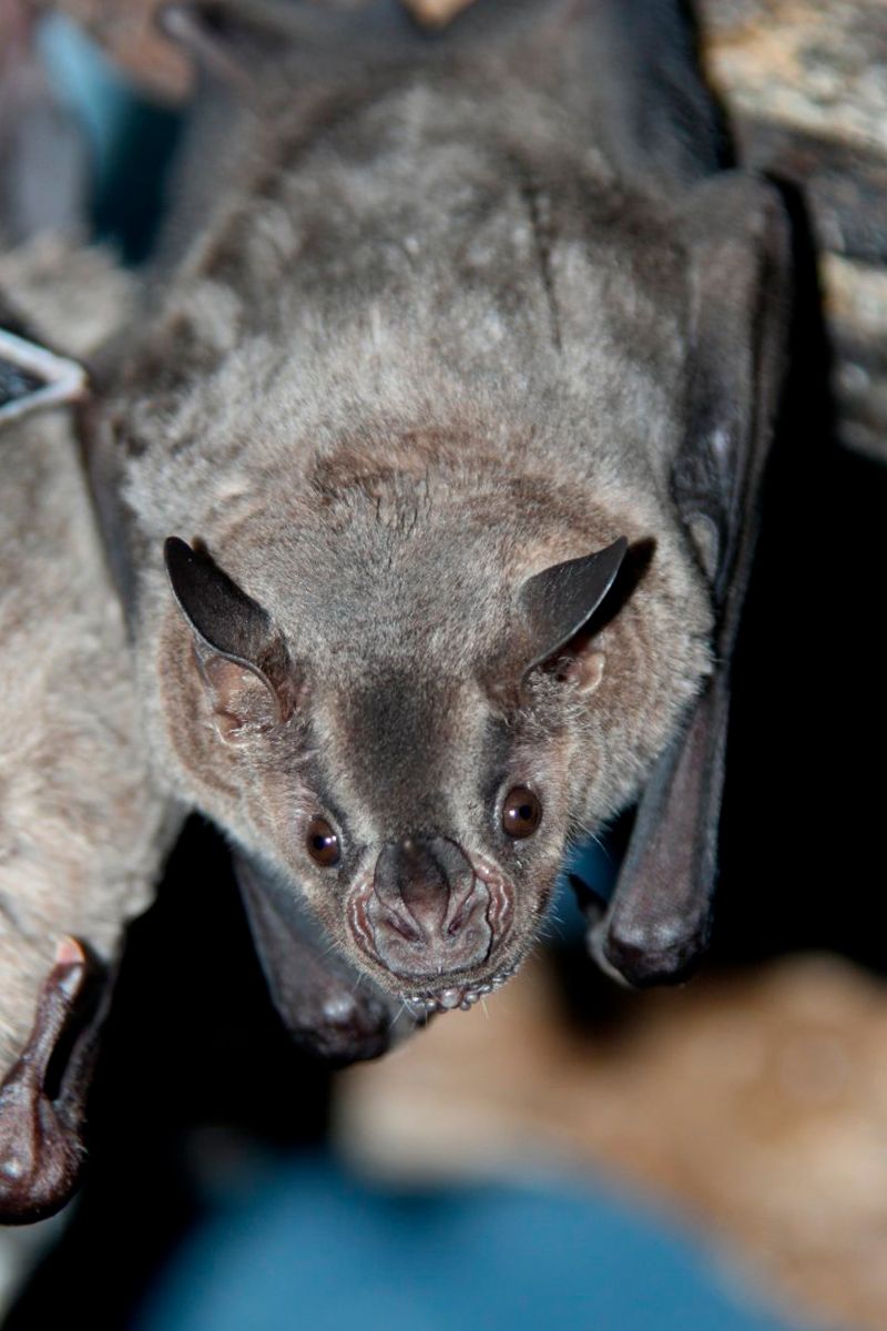 Bat Jungle Exhibit image 5087