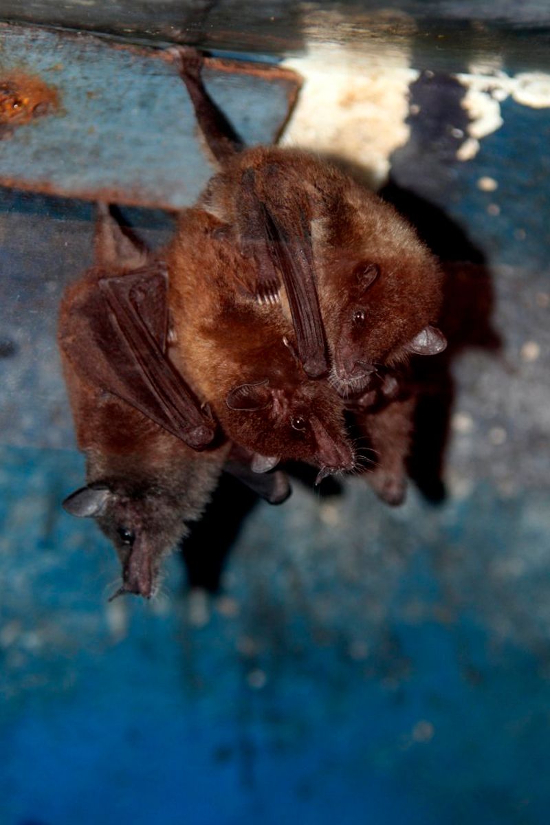 Bat Jungle Exhibit image 5089