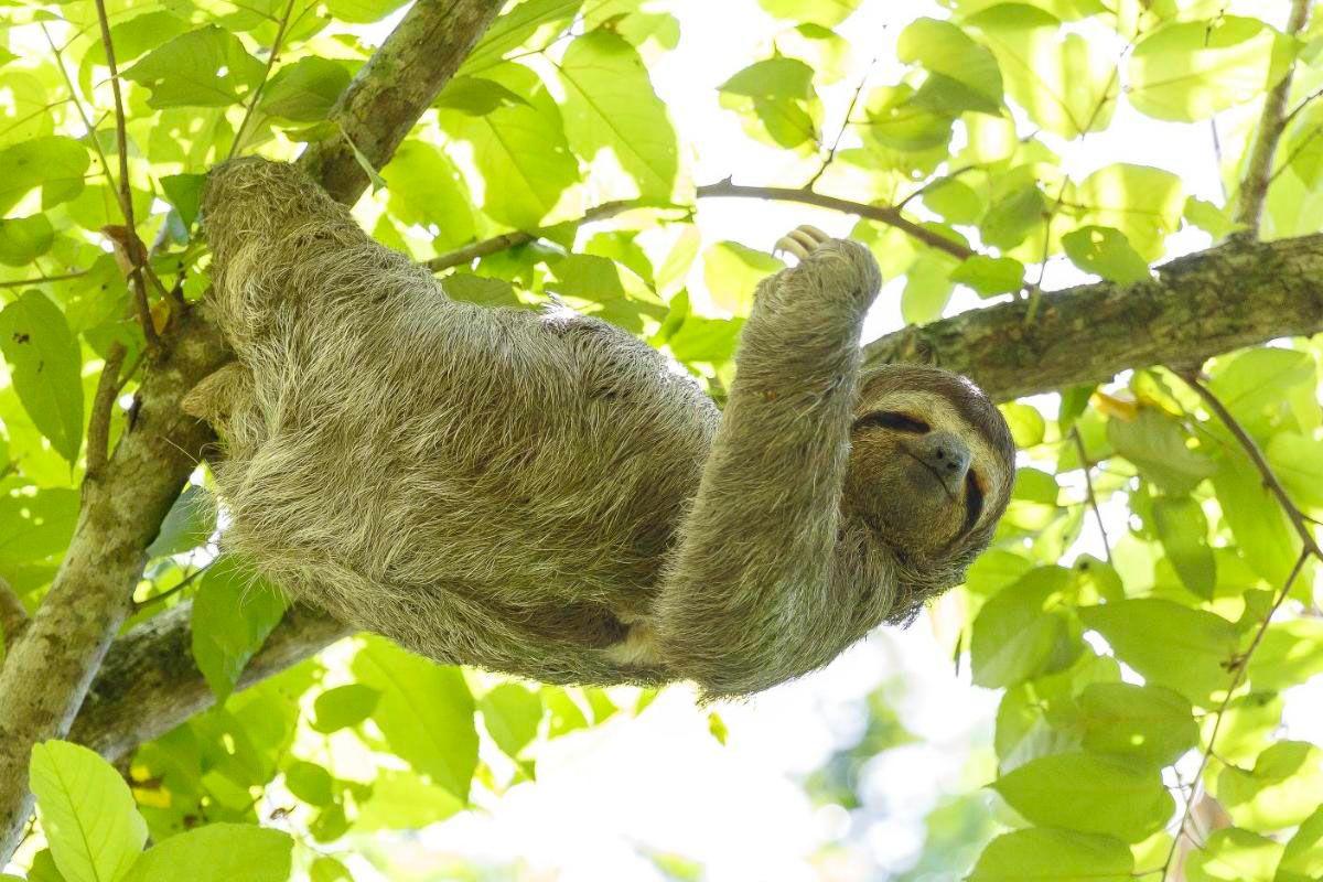 See a Sloth image 6257