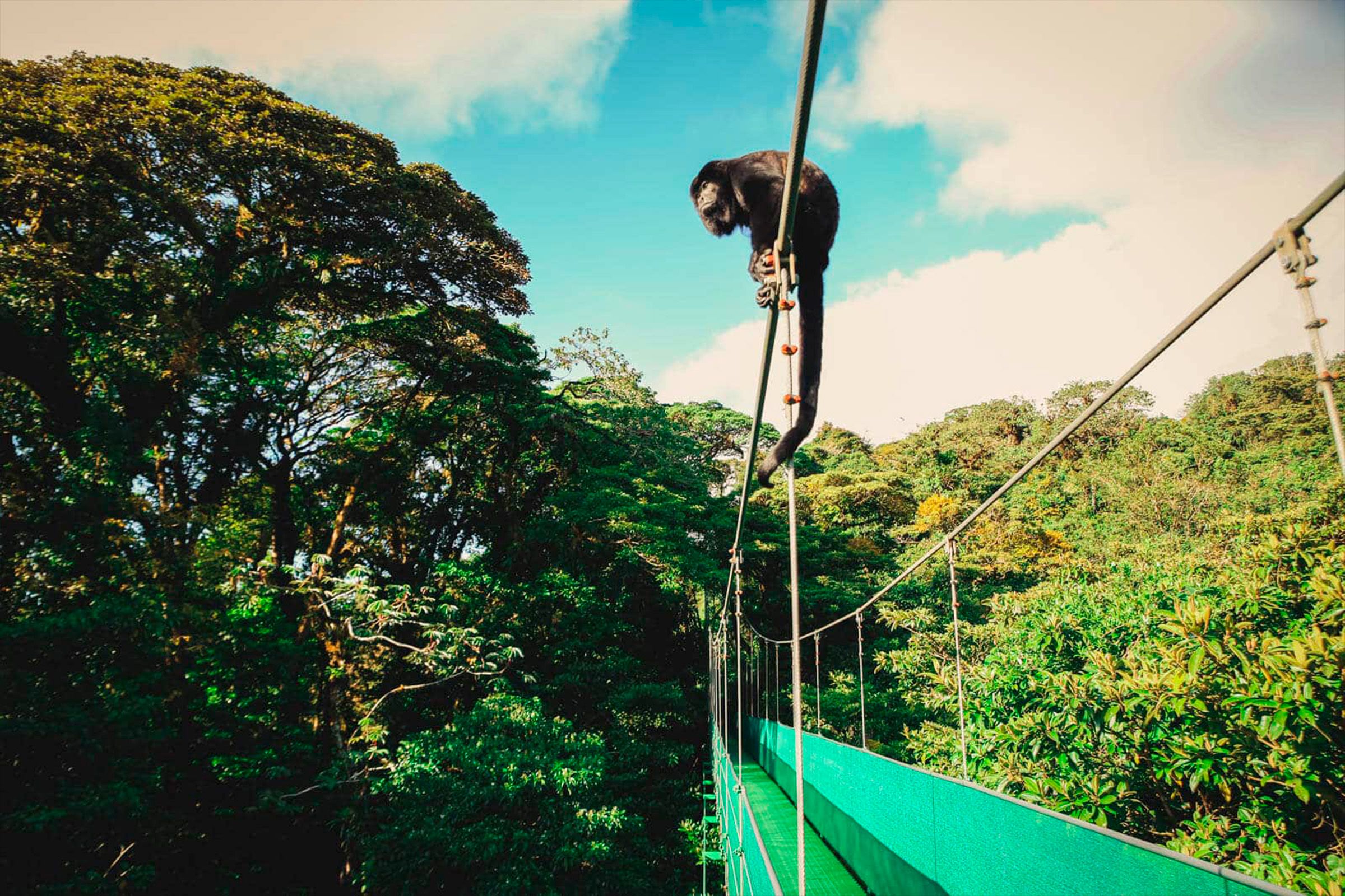 Hanging Bridges and Rainforest Trail Hike image 6625