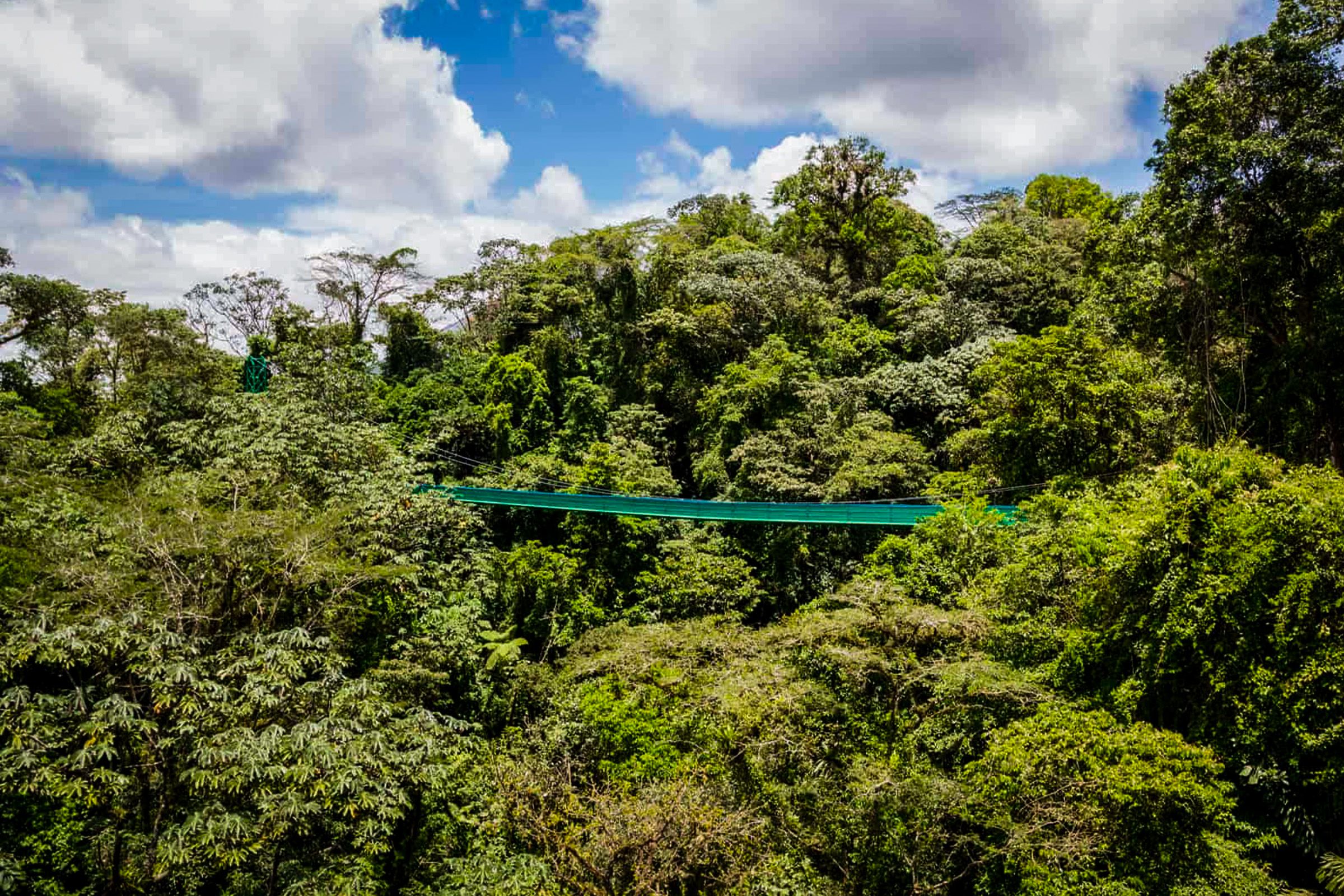 Hanging Bridges and Rainforest Trail Hike image 6626