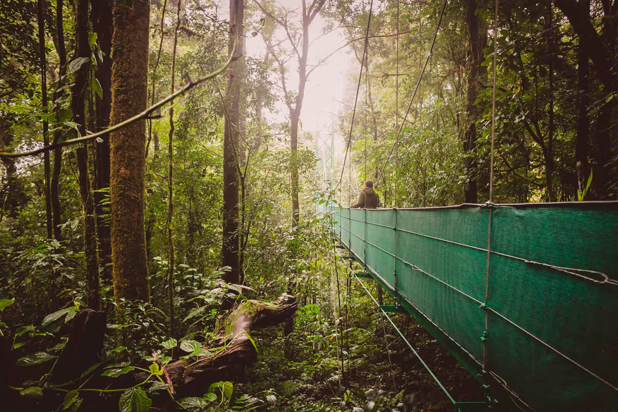 Hanging Bridges and Rainforest Trail Hike image 6627