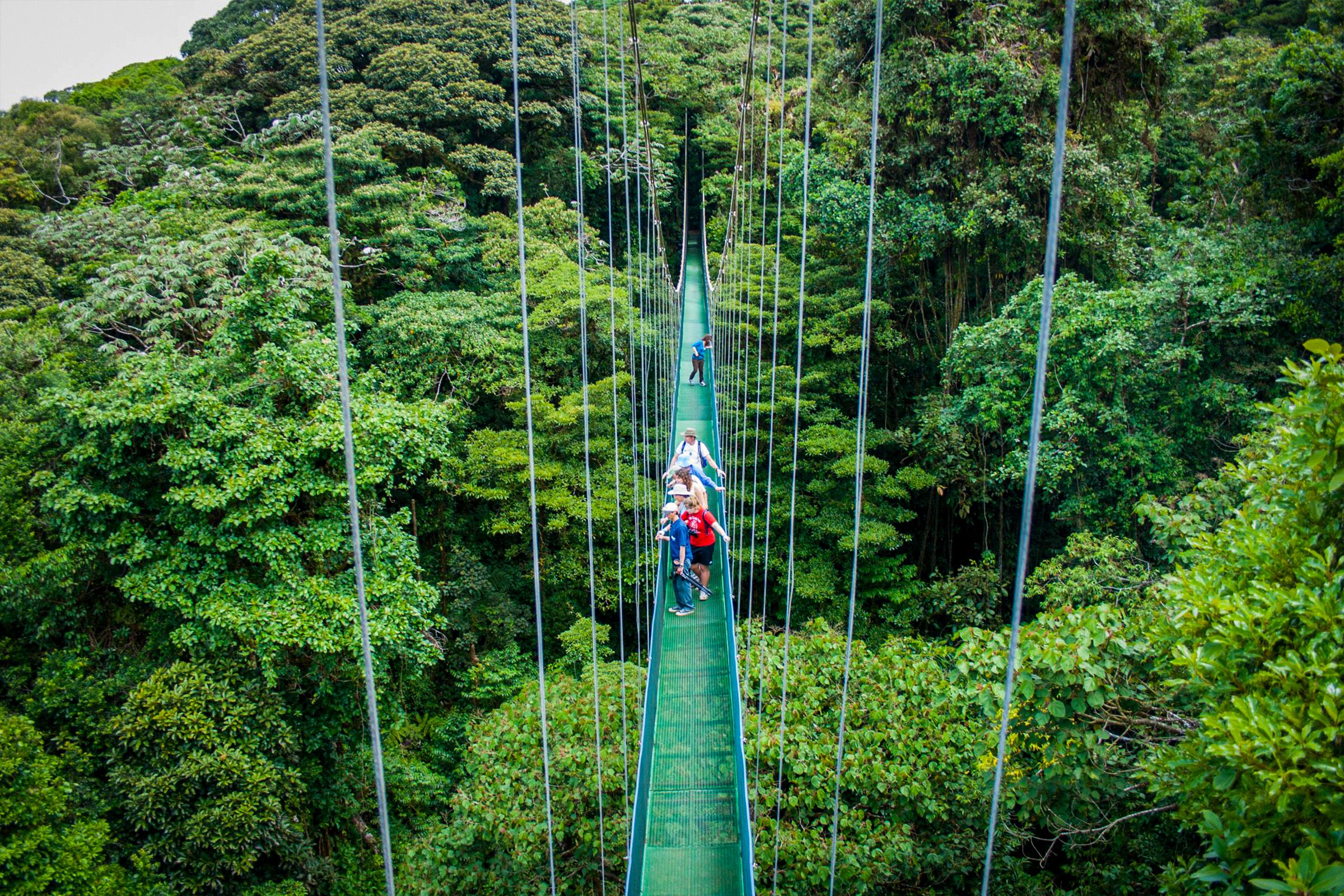 Hanging Bridges and Rainforest Trail Hike image 6635