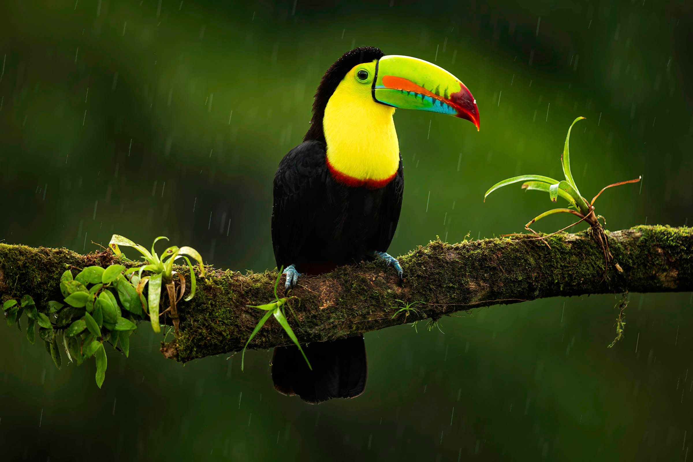 toucan-uvita-marino-ballena-park.jpg