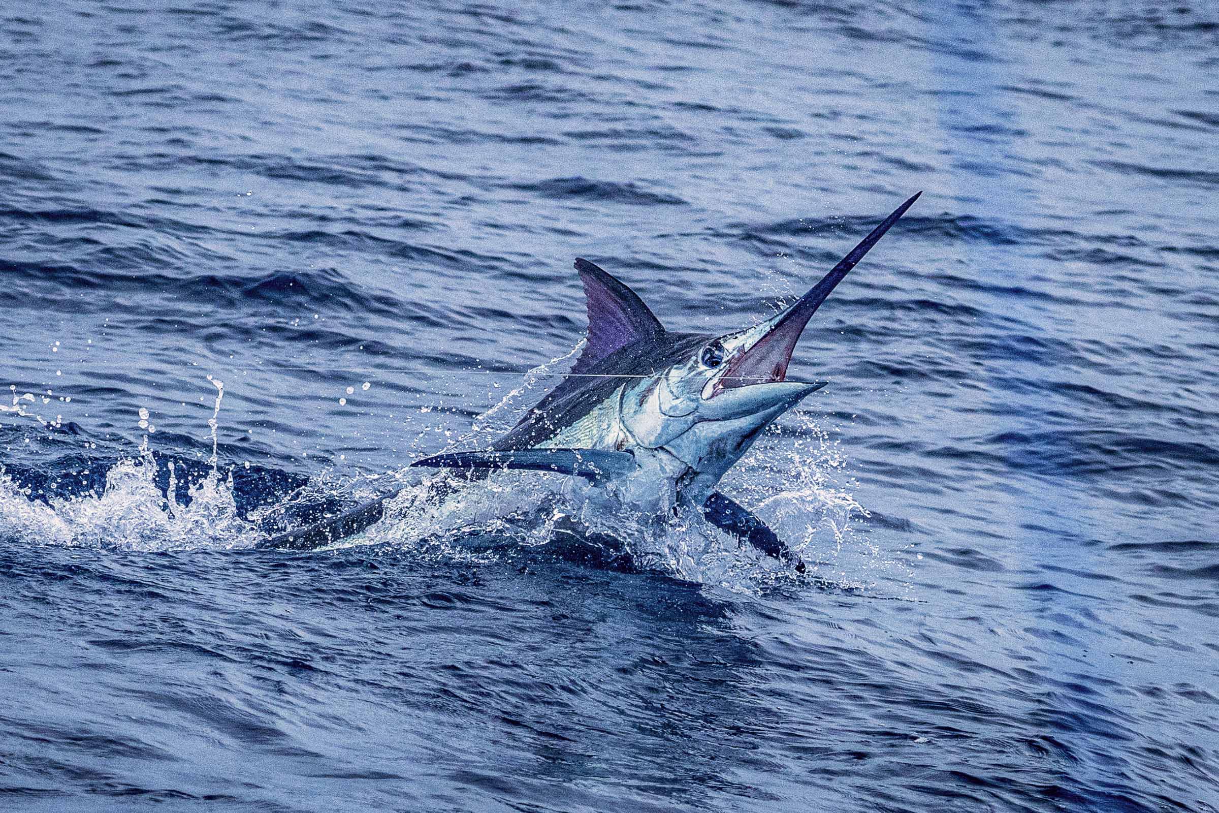  EKOBLA Blue Marlin Fishing Beach Towel Swordfish