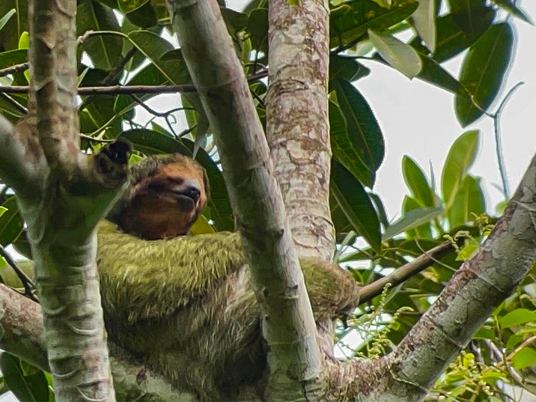 See a Sloth image 7527