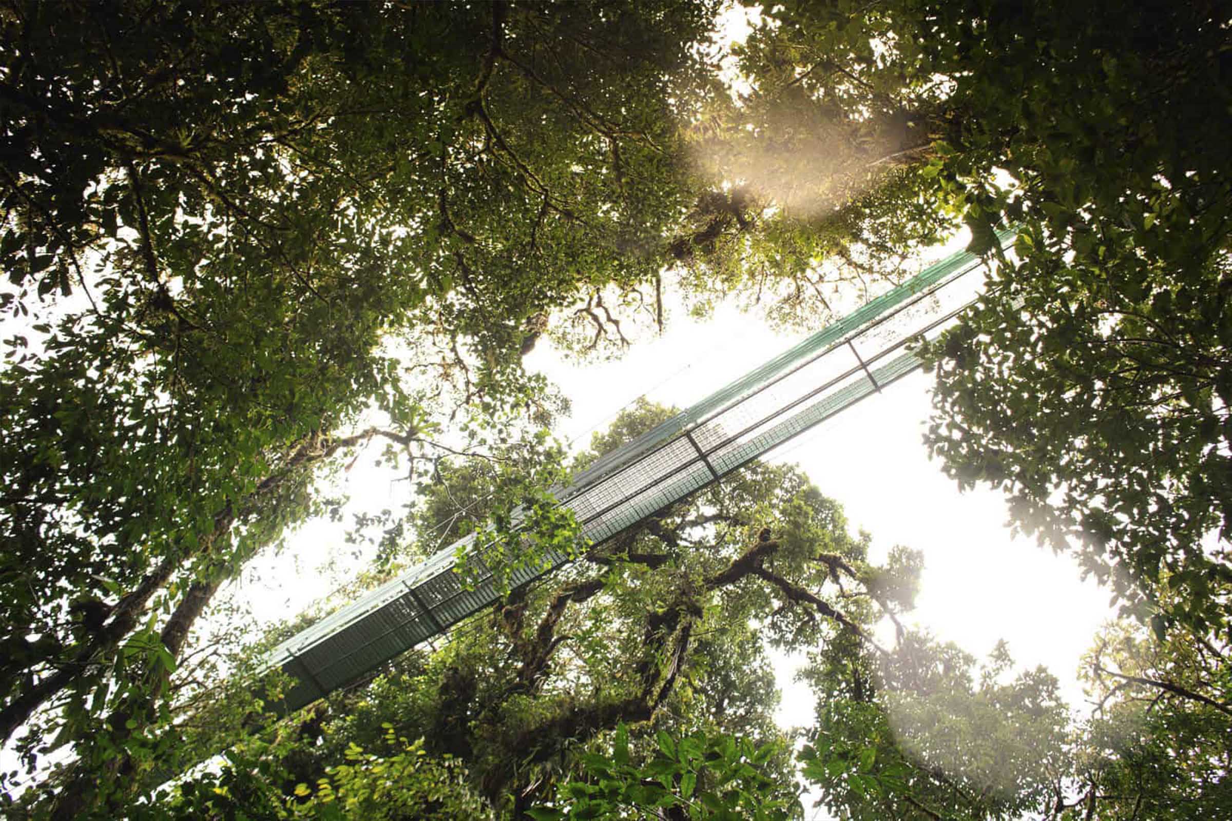 Hanging Bridges and Rainforest Trail Hike image 7580