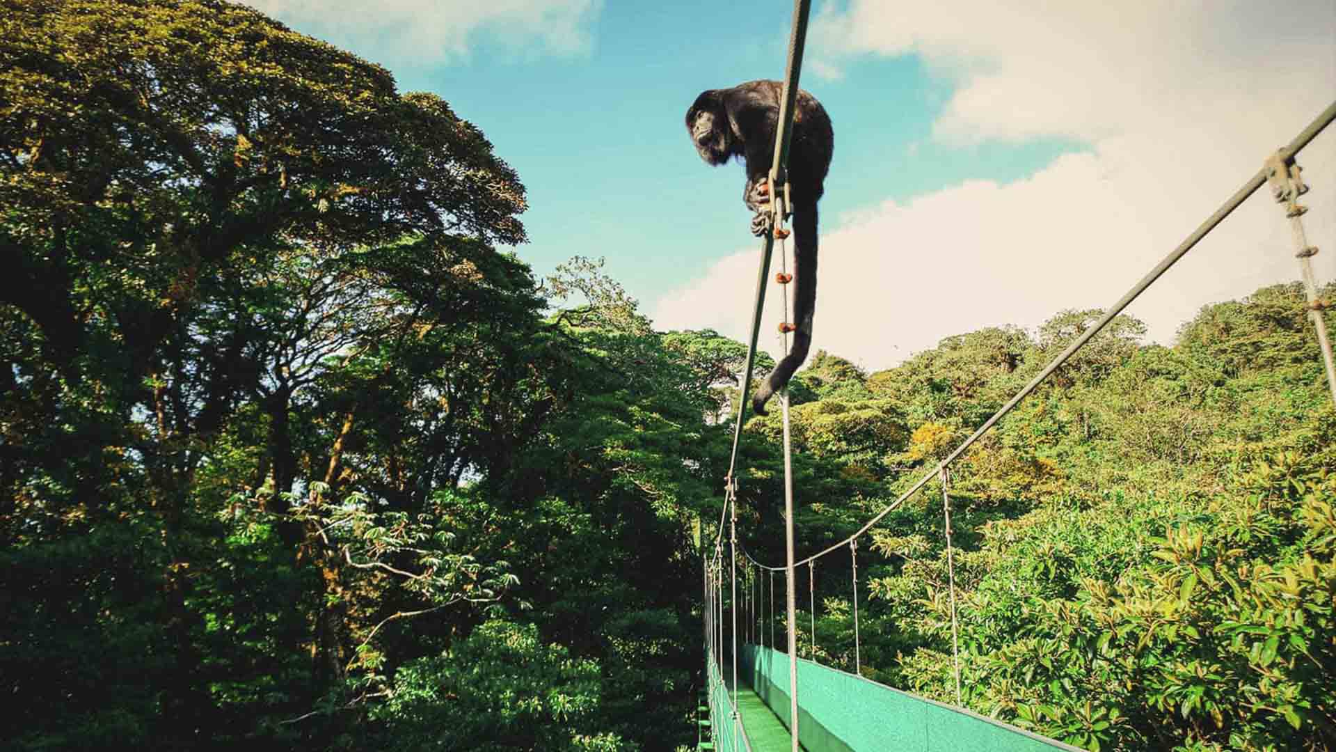 Monteverde Cloud Forest image 7993