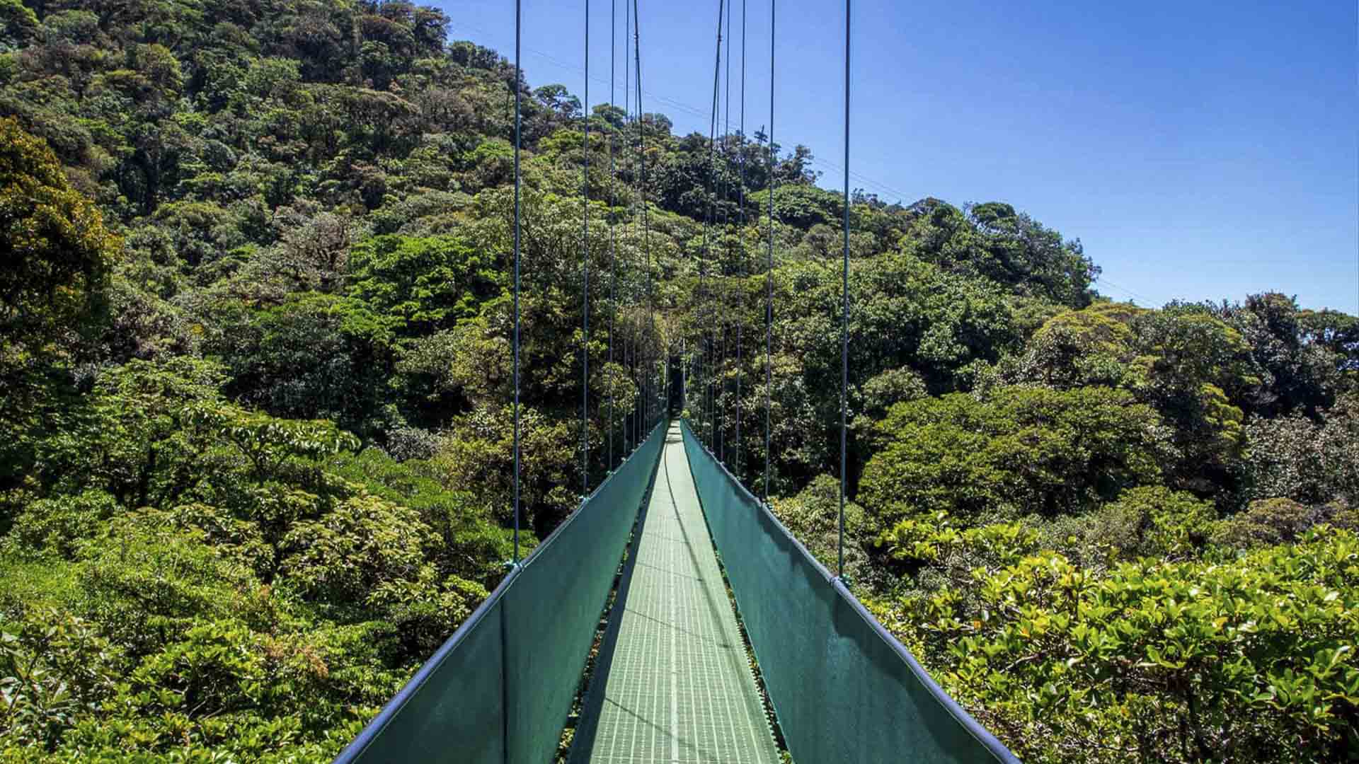 Monteverde Cloud Forest image 7997