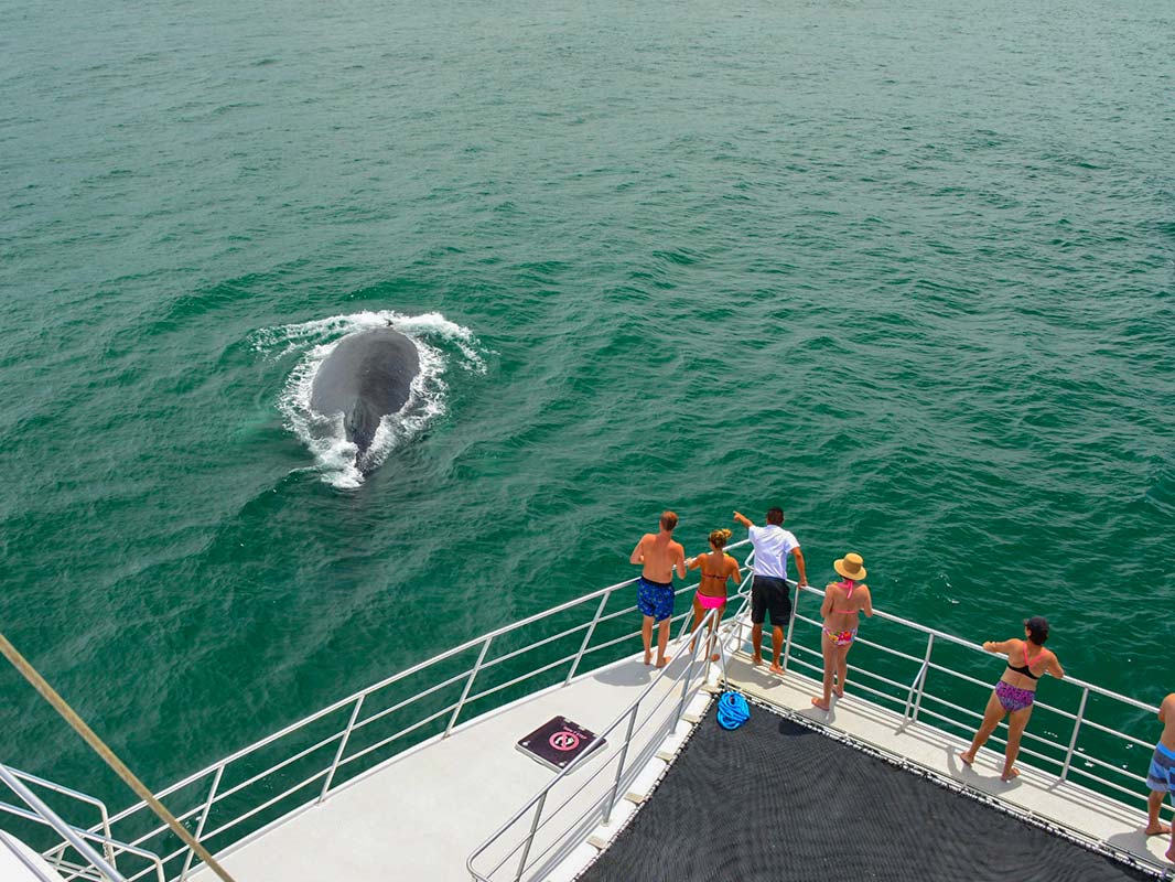 Catamaran Cruise image 8138