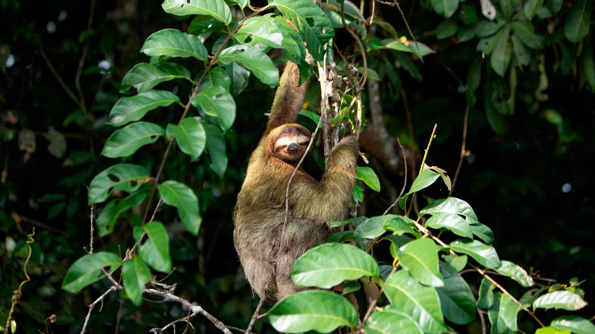 See a Sloth image 8640