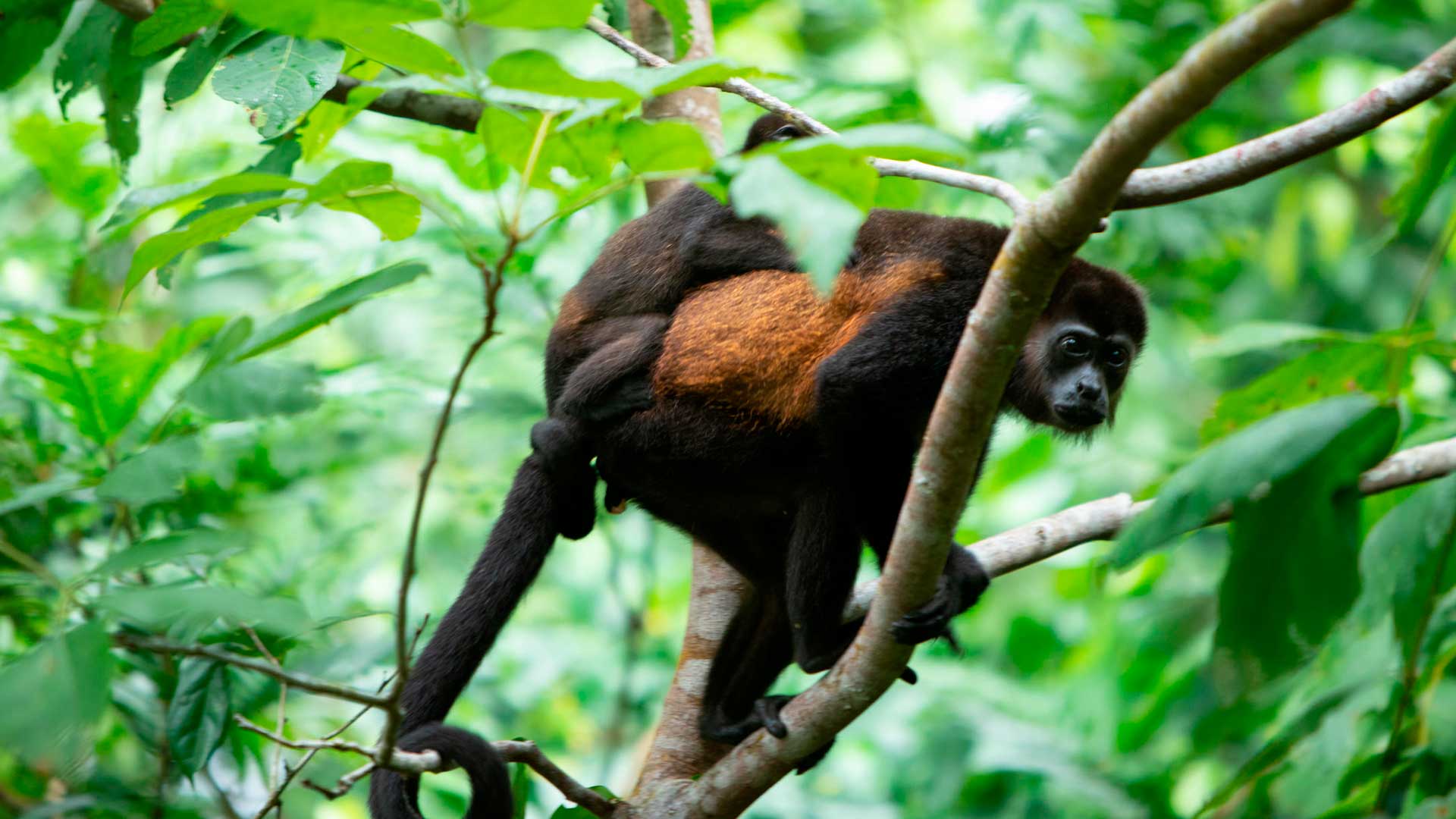 Pachira Lodge image 8626