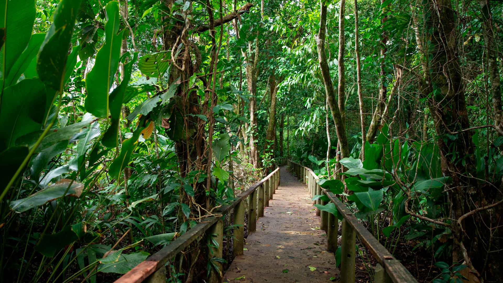 Pachira Lodge image 8627