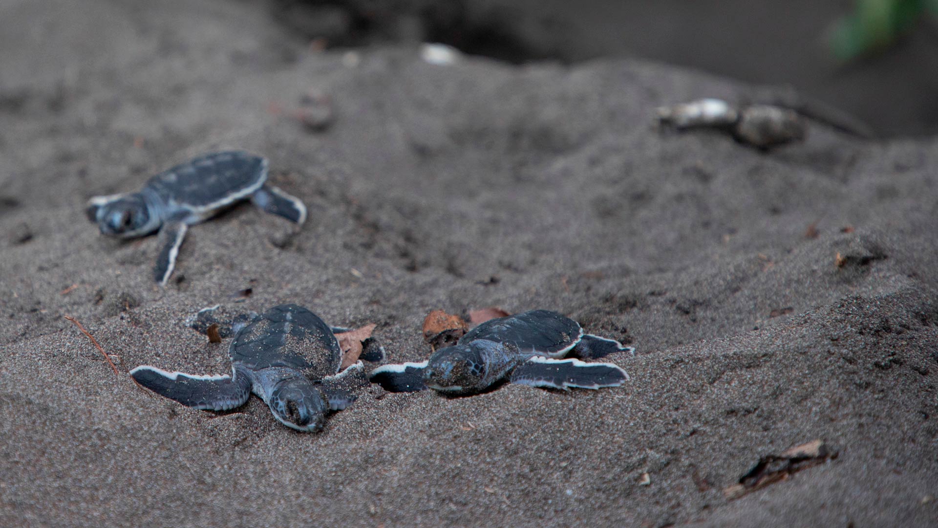 Tortuguero image 8958