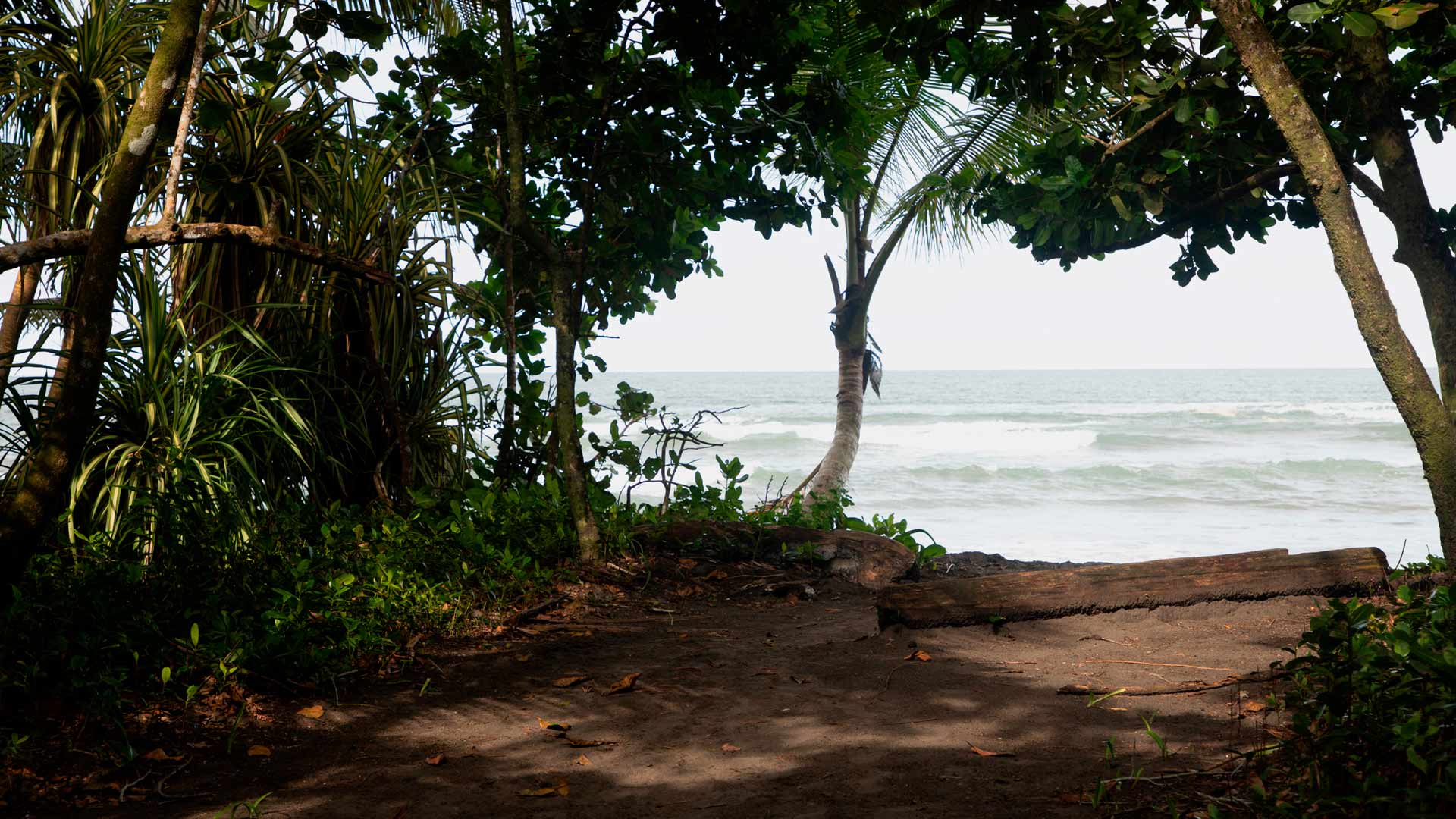 Tortuguero image 8957