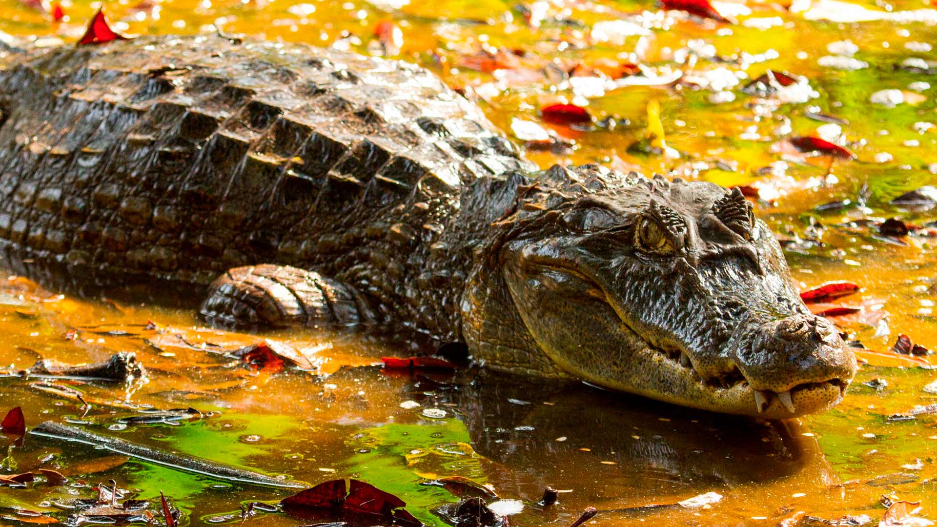 Tortuguero image 8956
