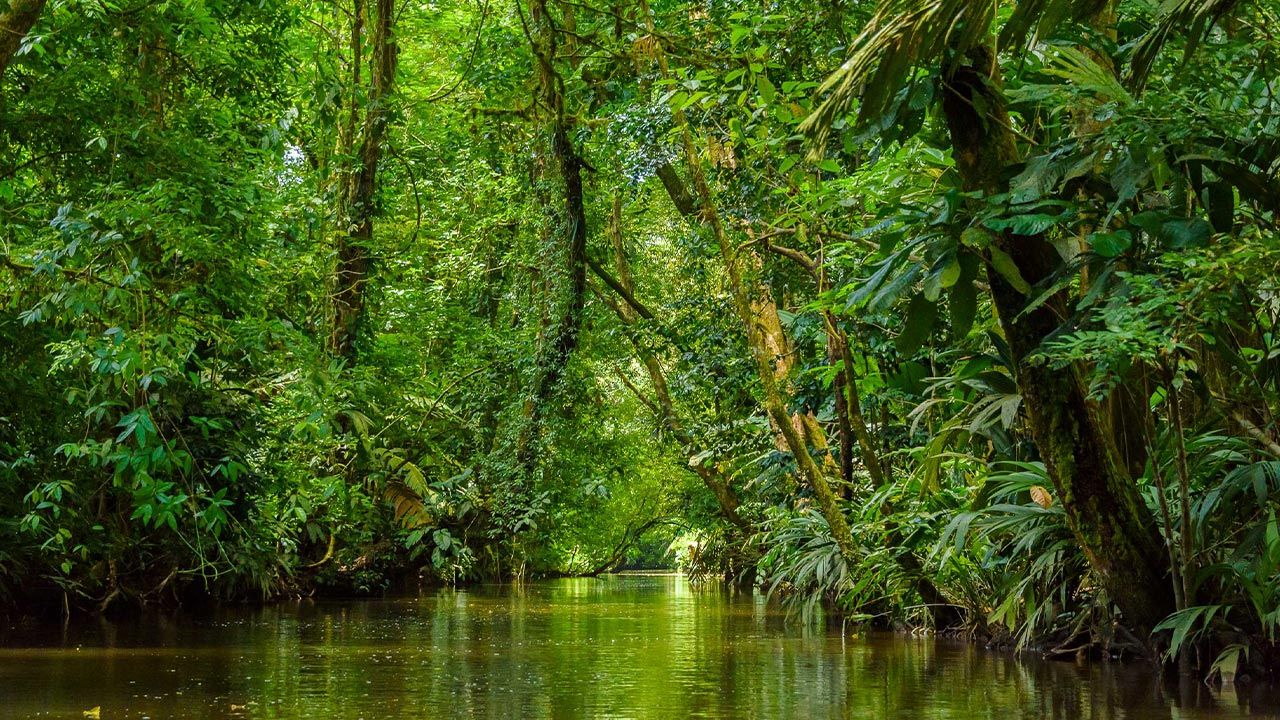 Tortuguero image 9217