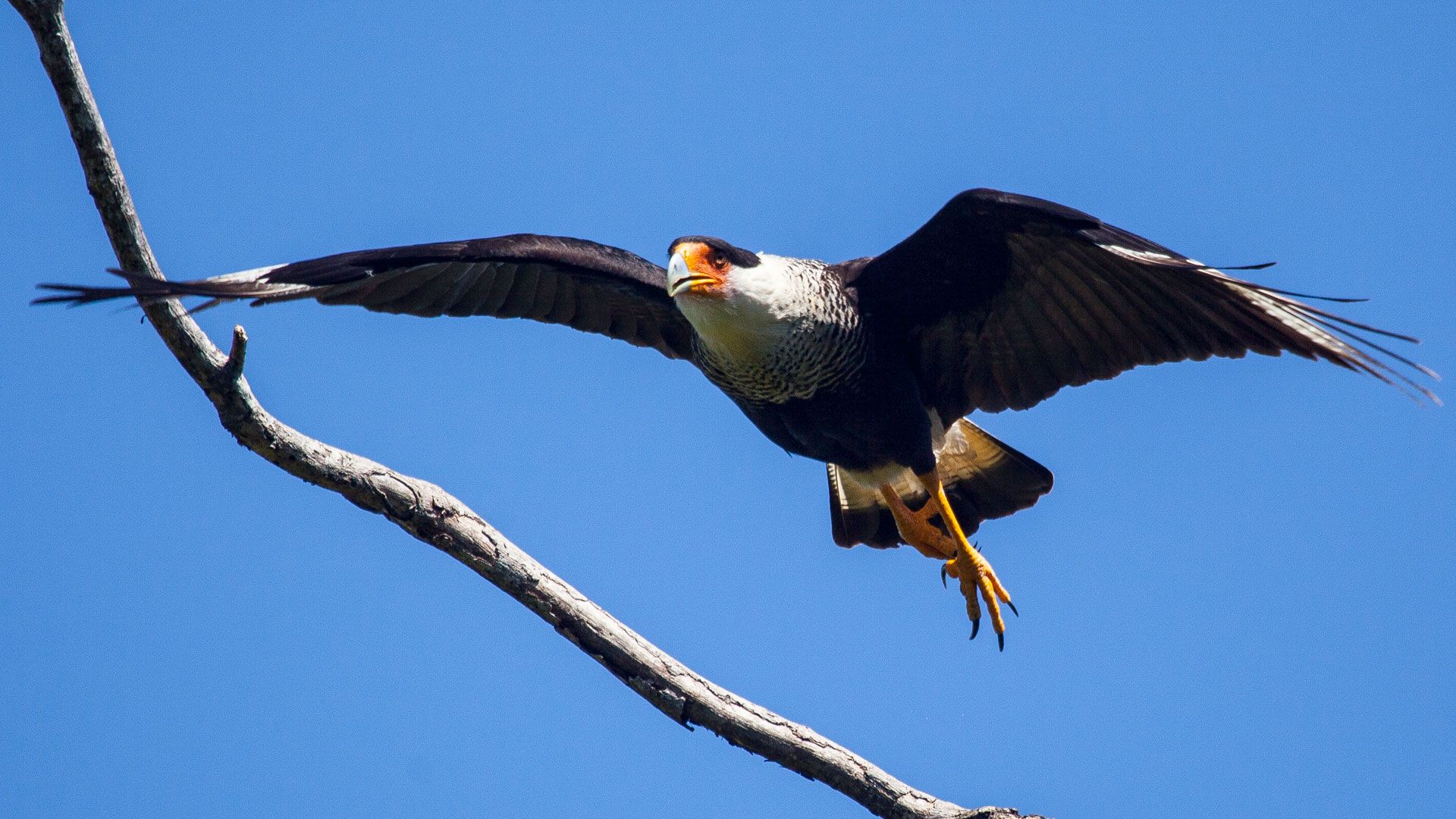 Birdwatching image 10228