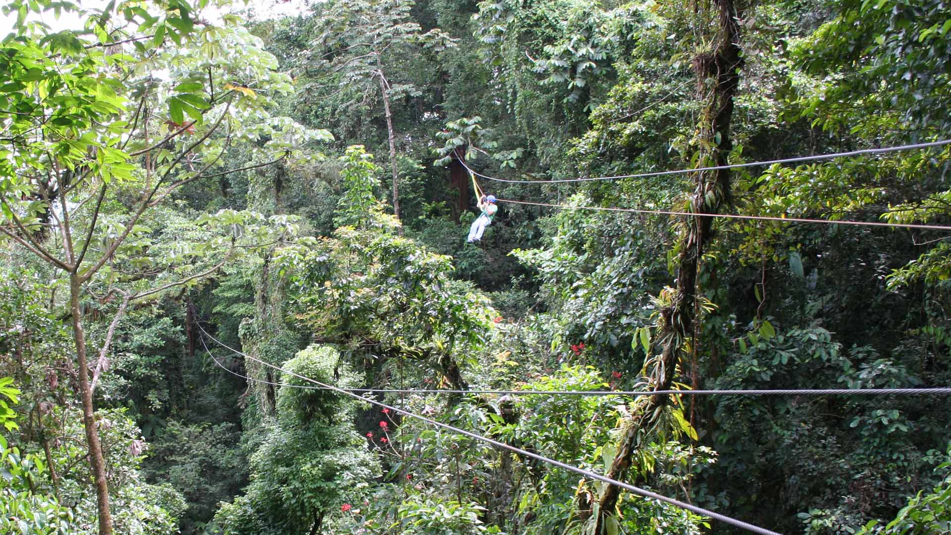 Canopy Zip Line image 10238