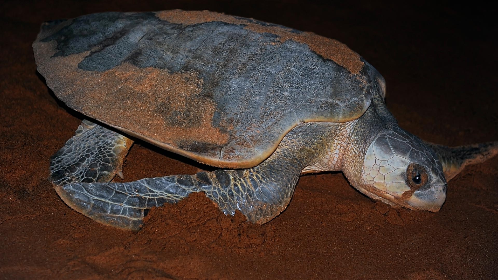 Sea Turtle Nesting image 10241