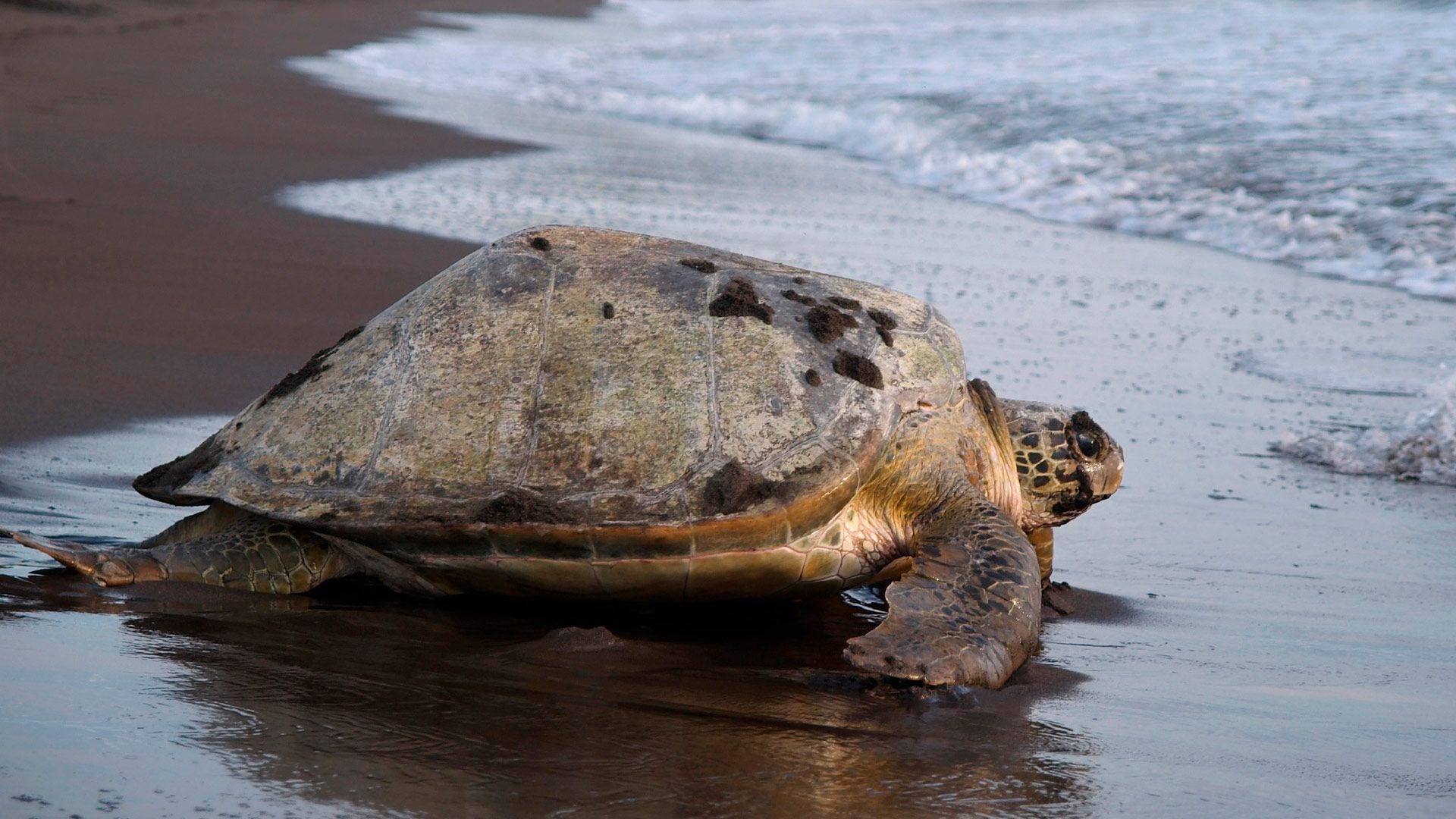 Sea Turtle Nesting image 10244