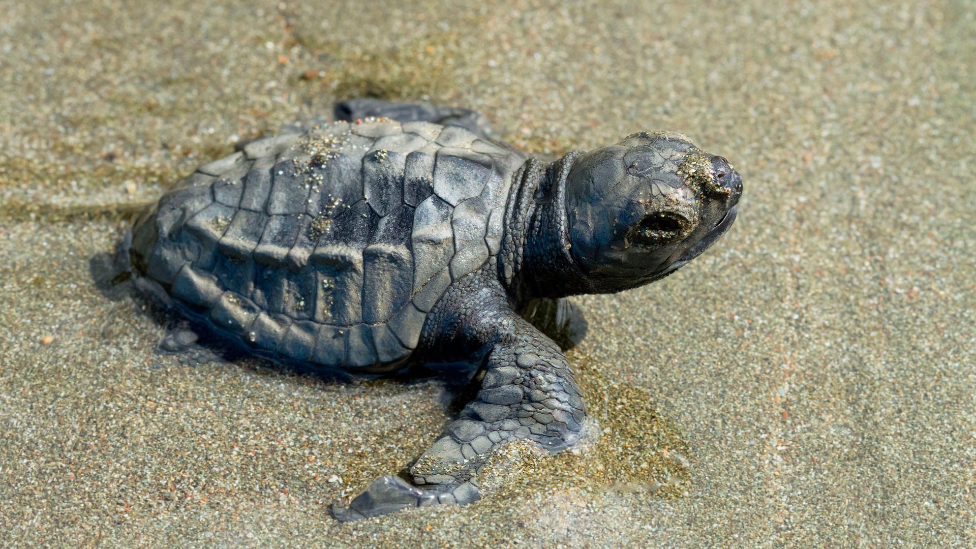 Sea Turtle Nesting image 10246