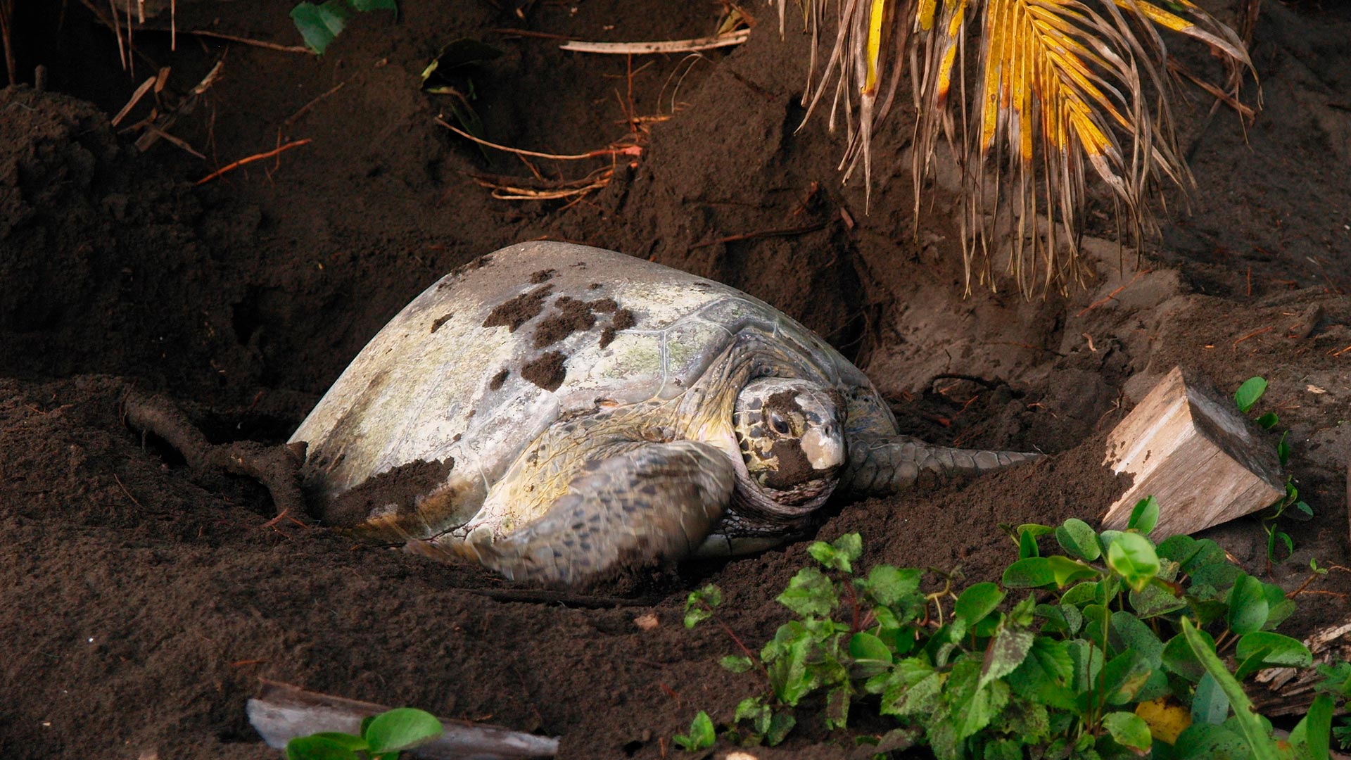 Sea Turtle Nesting image 10249