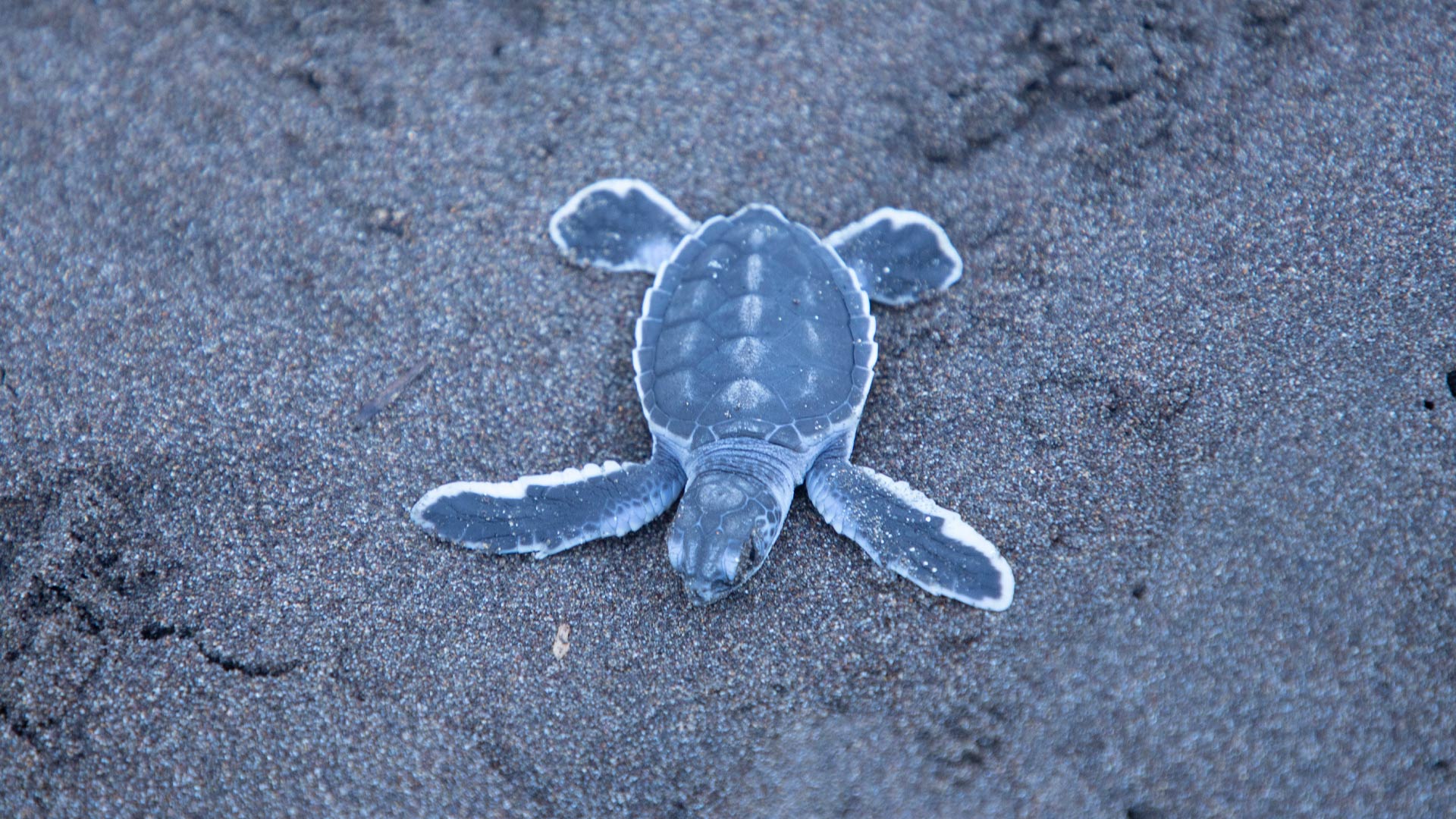 Sea Turtle Nesting image 10247
