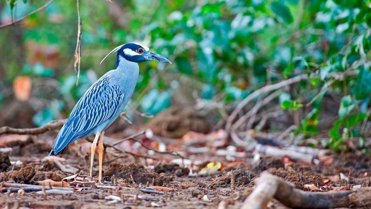 Lagarta Lodge image 10565