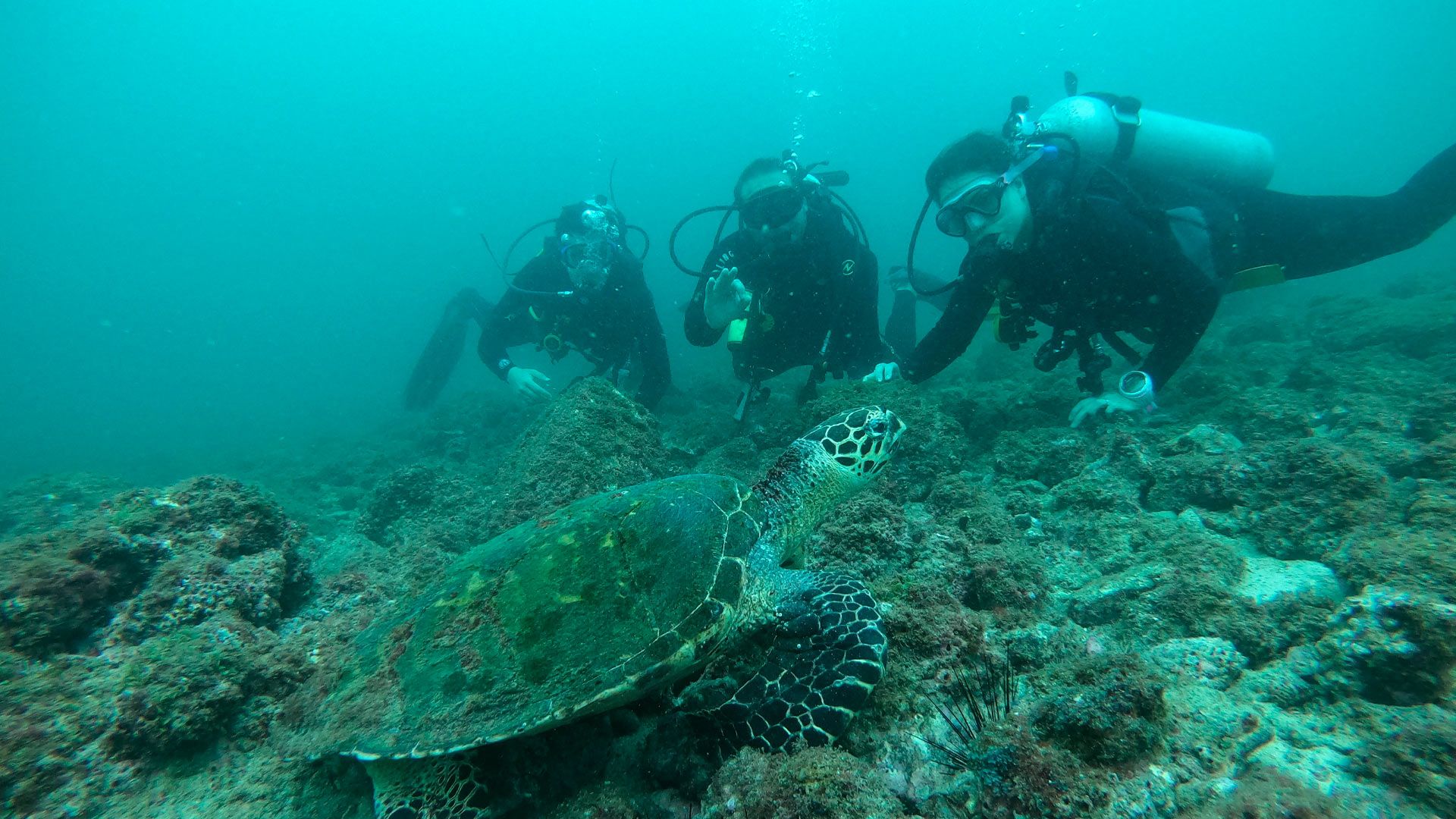 Scuba Diving  image 10986