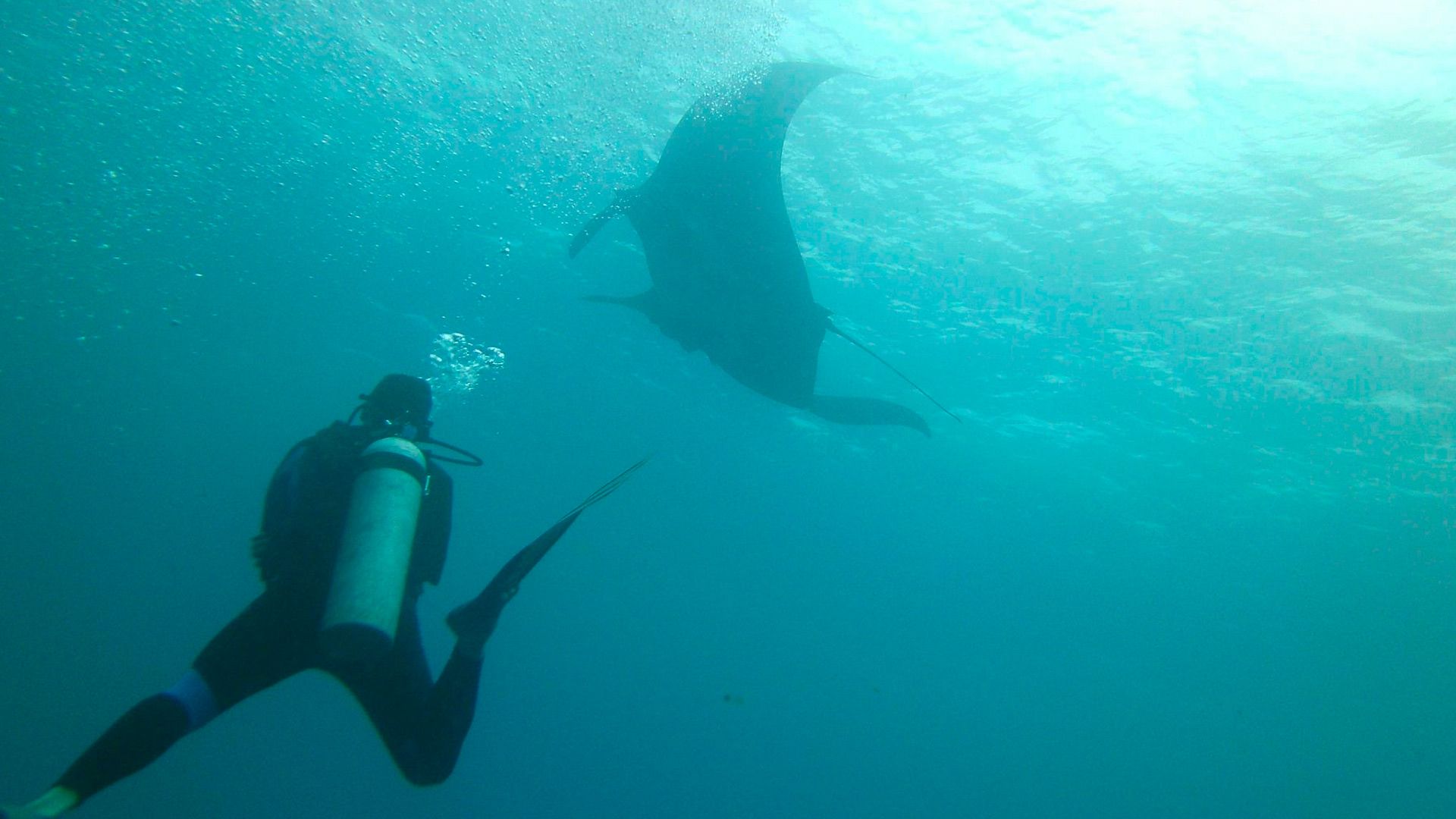 Scuba Diving  image 10990