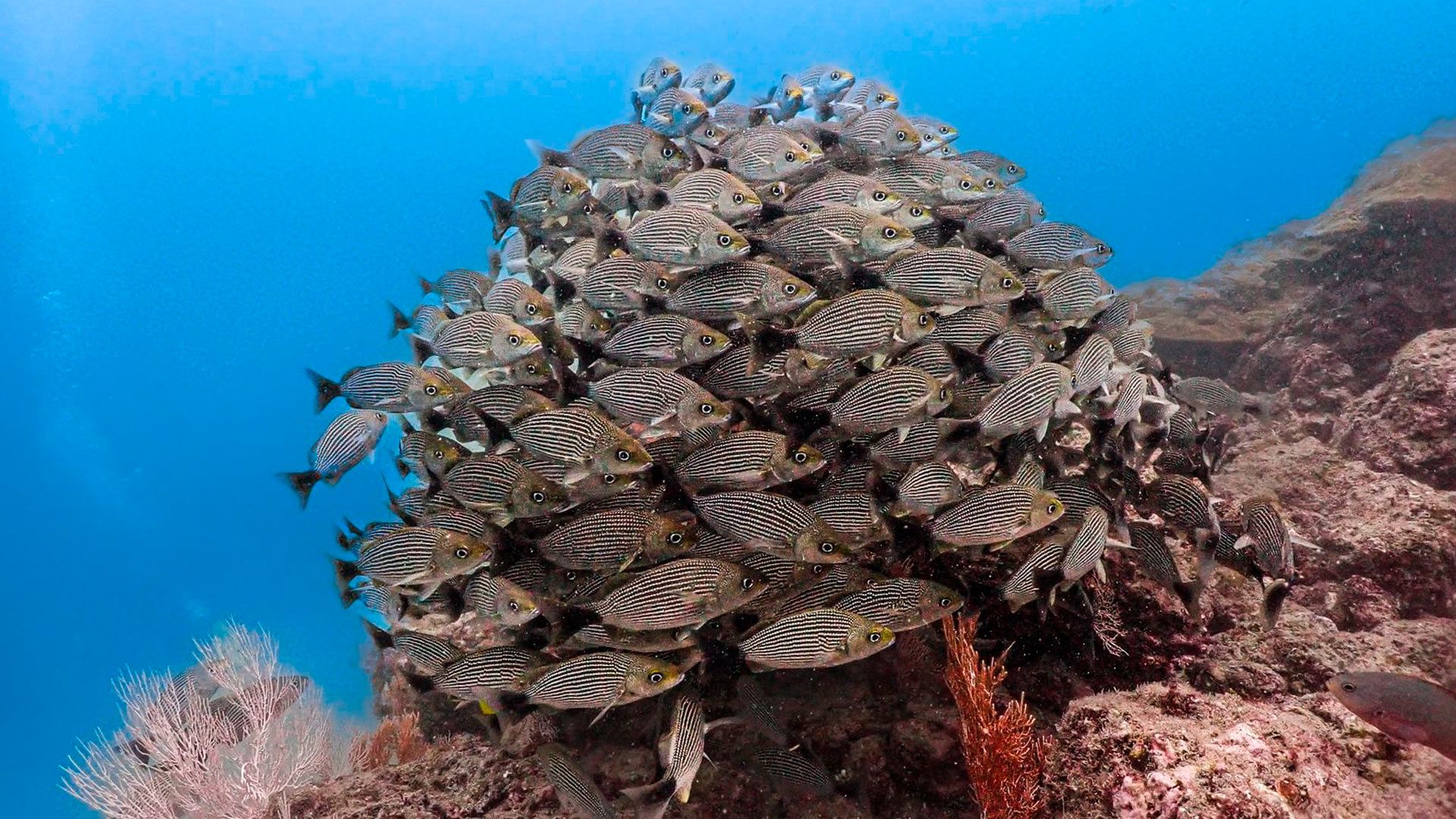 Scuba Diving  image 10989