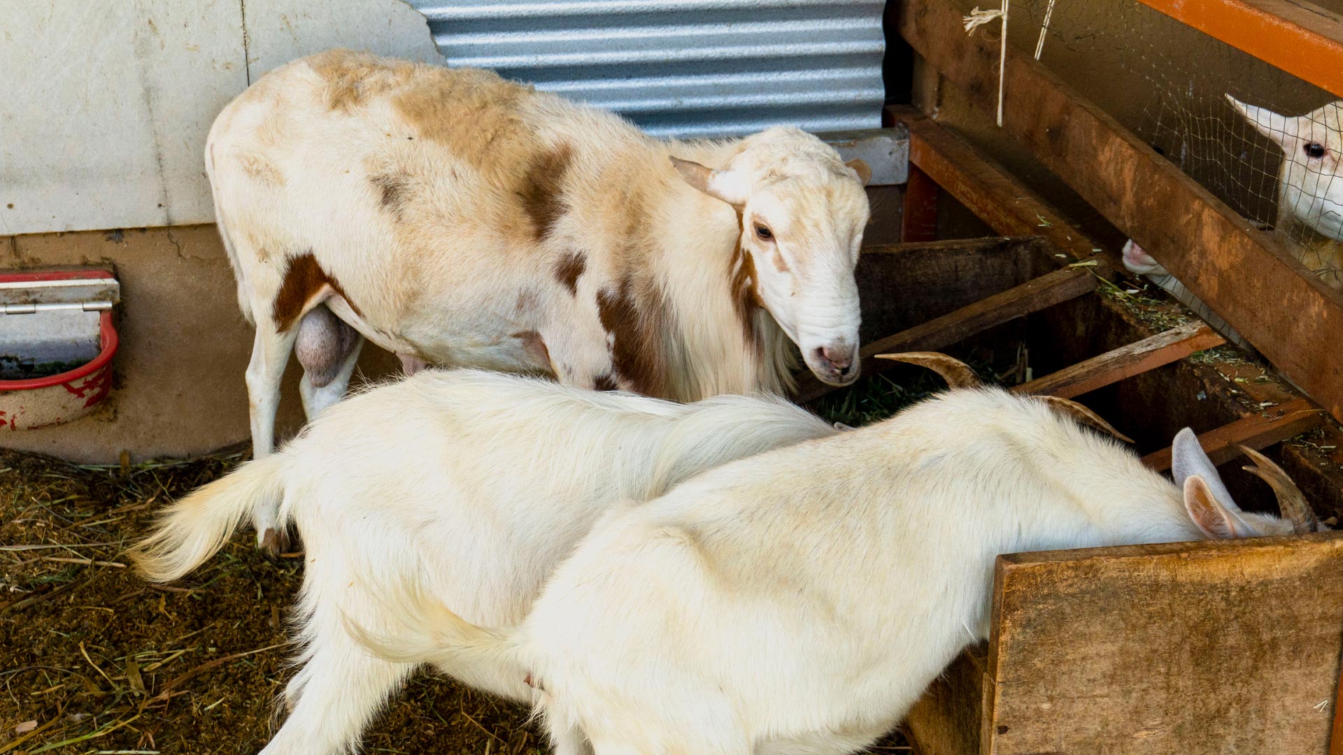 Traditional Farm Experience image 10999