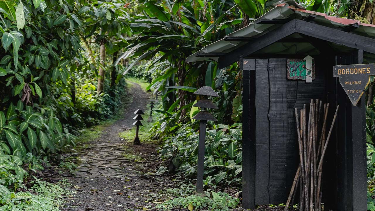 Villa Blanca Cloud Forest Hotel & Reserve image 11046