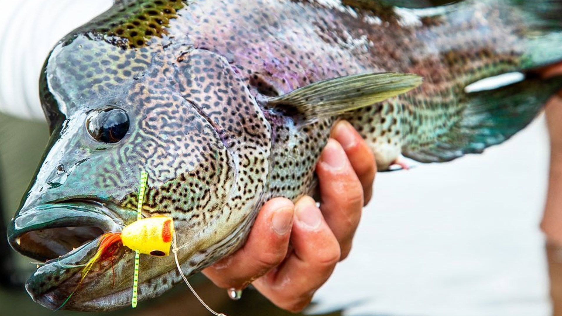 g loomis fishing rods G.Loomis – The Hook Up Tackle You dont pick tournament SUP Accessories Model:Apex Vibe 100 BLUEWING Braided Fishing Line