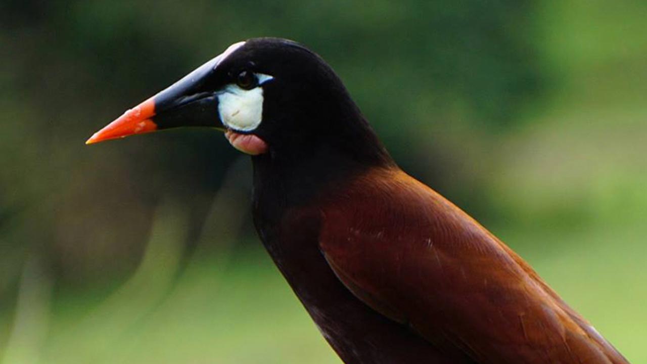 Arenal Volcano Inn image 11864